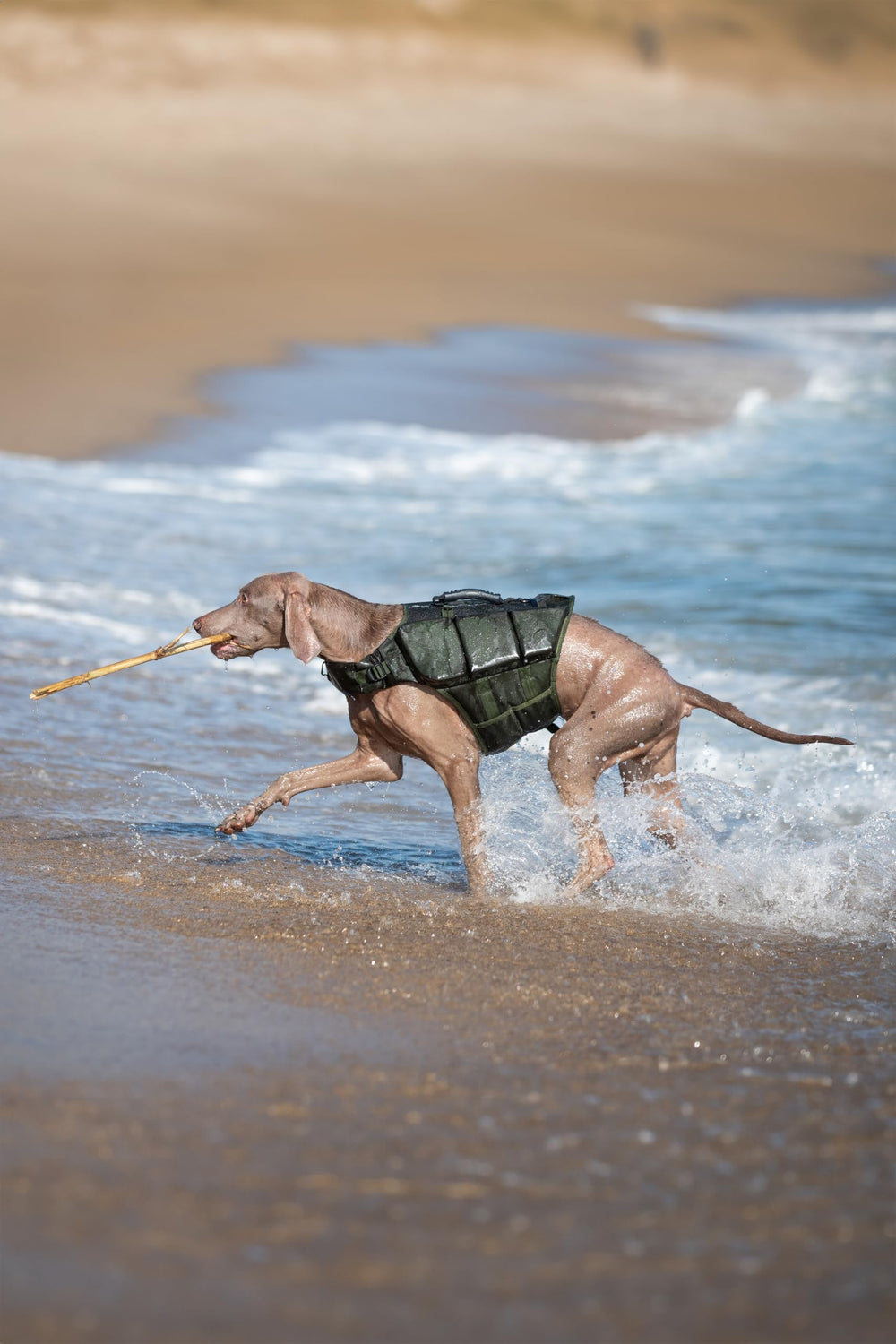 NOAH & PAW heavy-duty adjustable belts and clips for easy fitting.