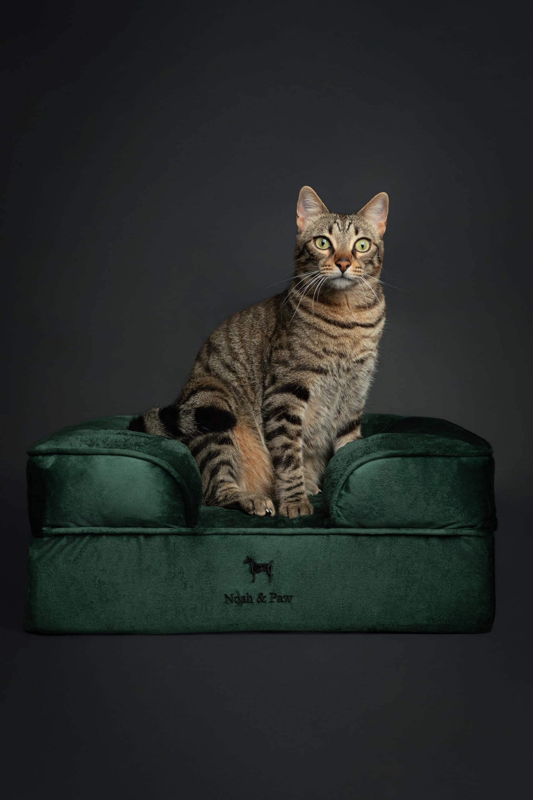 NOAH & PAW small dog bed in-use shot highlights compact 20x15x8 inch size.