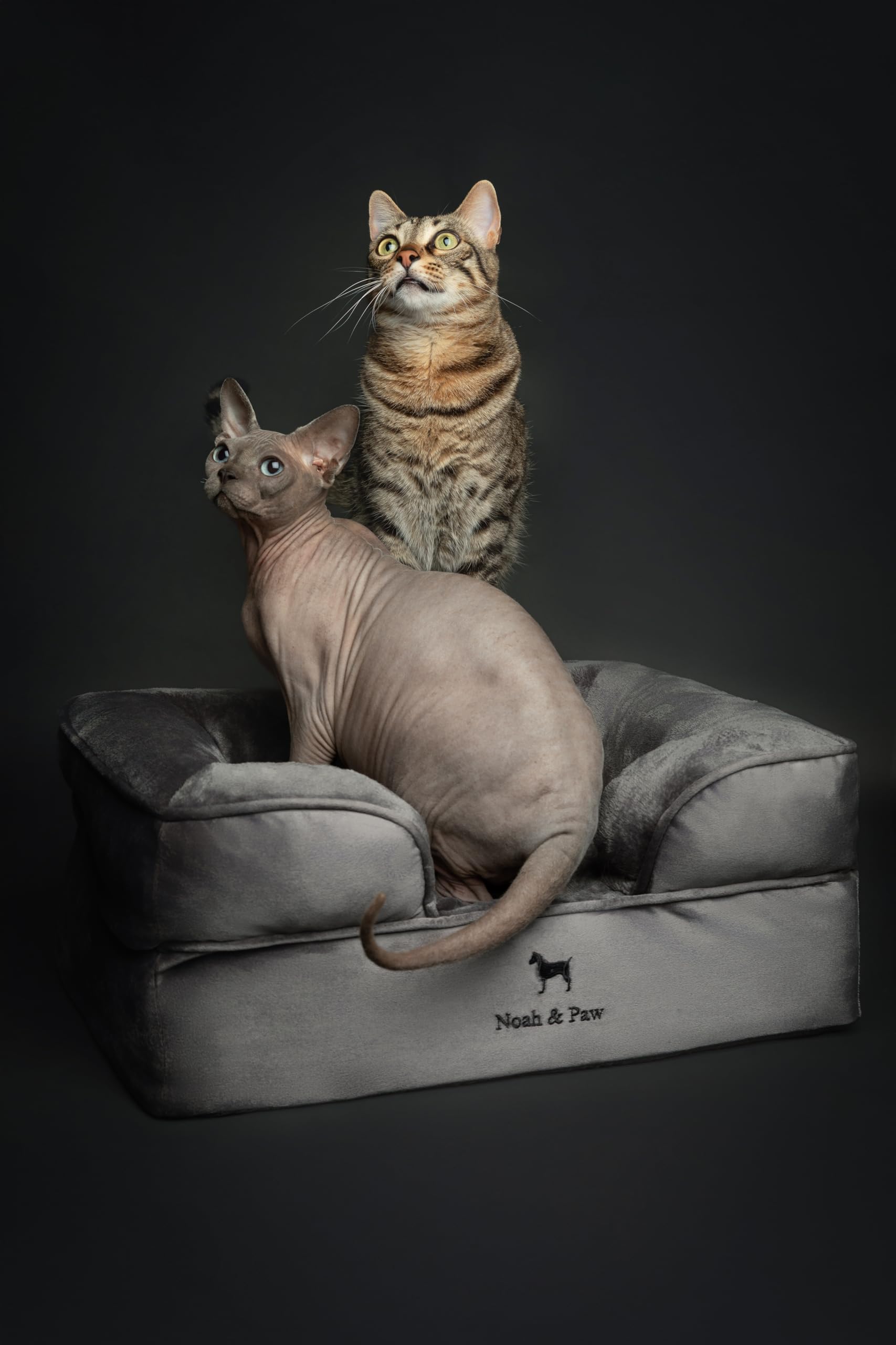 NOAH & PAW small dog bed side view with plush bolsters and memory foam