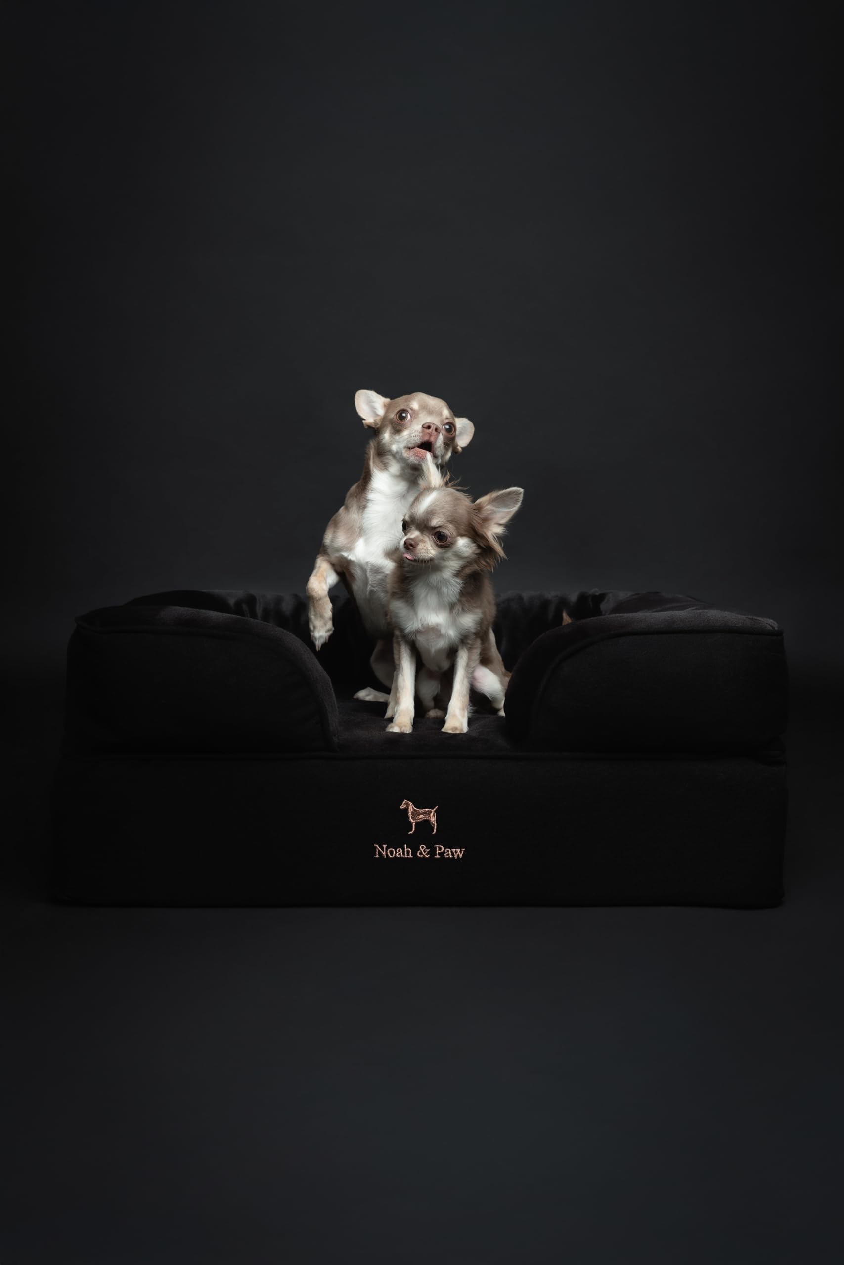 NOAH & PAW 6-inch base foam construction offers sturdy foundation for pets