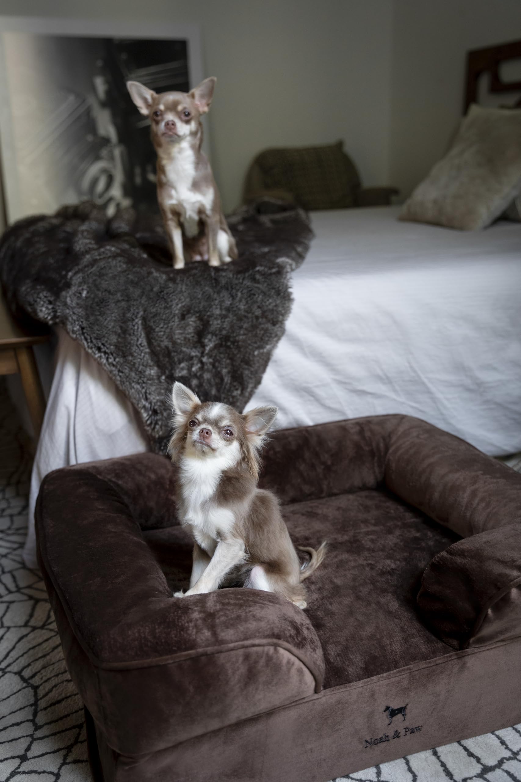 NOAH & PAW velvet-sofa-collection image showcases stylish, pet-friendly design.