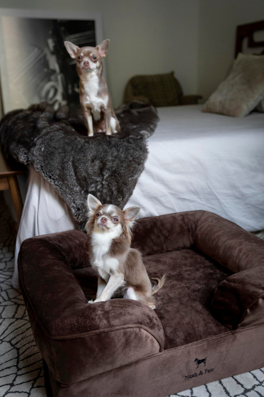 NOAH & PAW velvet-sofa-collection image showcases stylish, pet-friendly design.