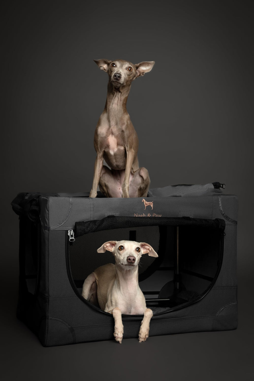 Noah & Paw crate in-car usage ready for travel and hotel stays.