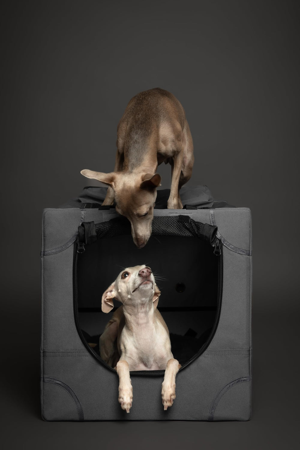 Noah & Paw crate available in multiple sizes and colors.