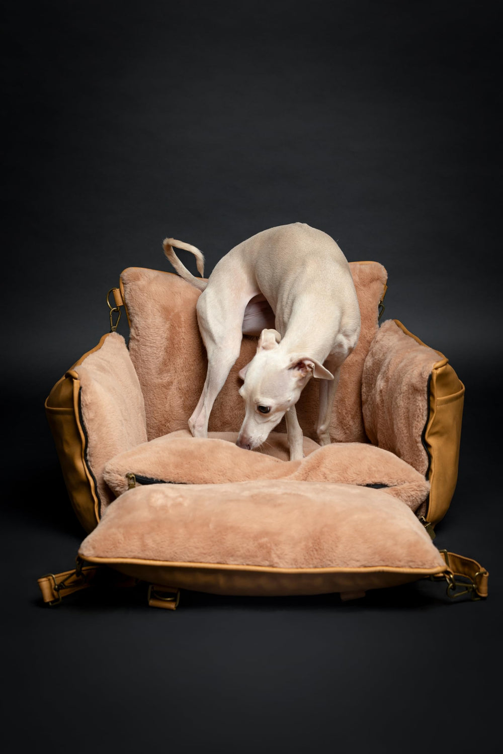NOAH & PAW converts to bed or lounger for versatile travel comfort.