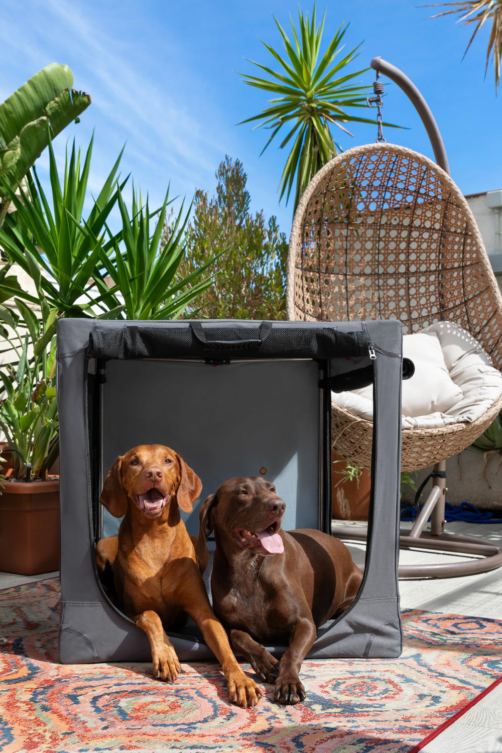 Noah & Paw crate doors open to maximize airflow and visibility.