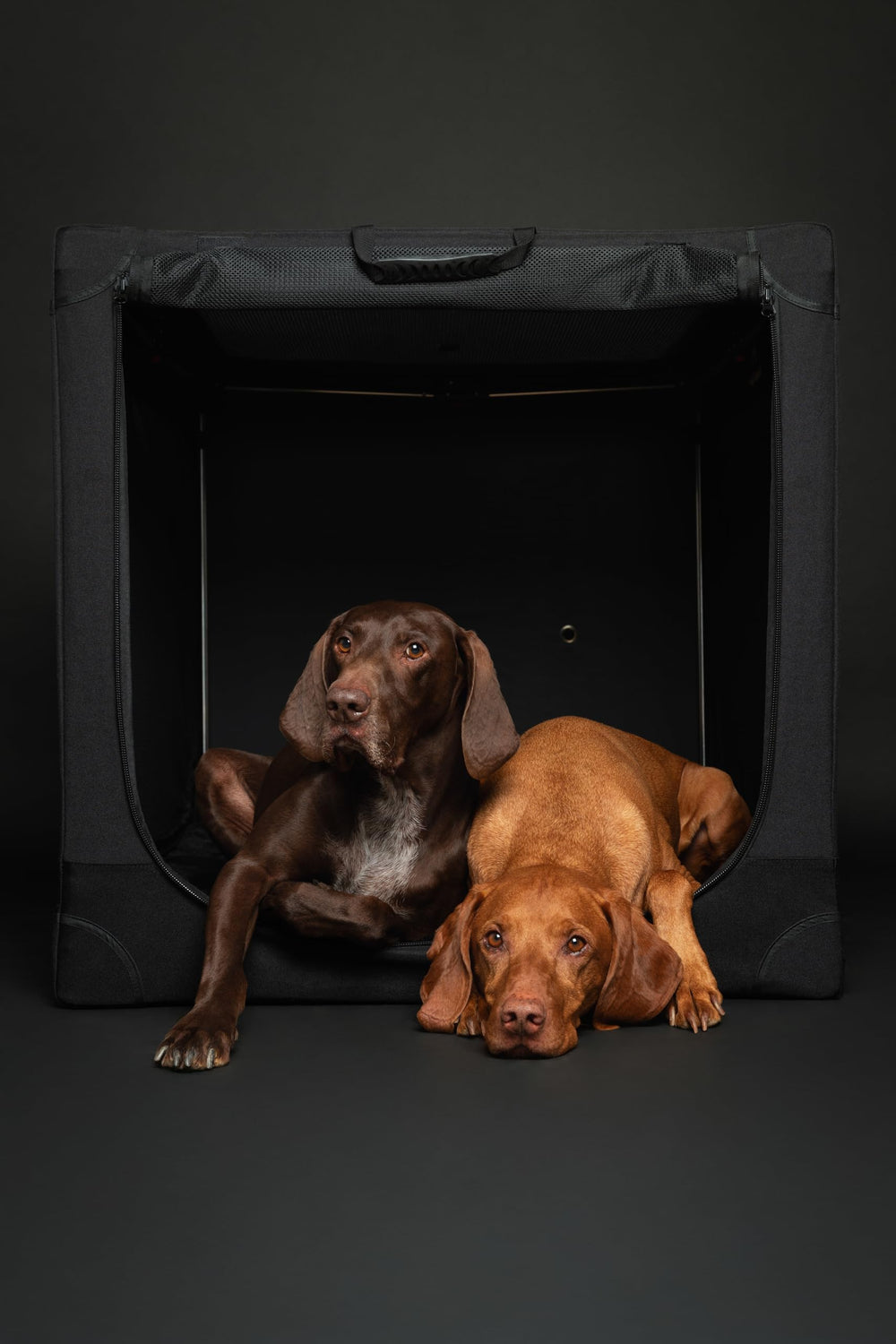 Noah & Paw storage pockets organize gear during trips.