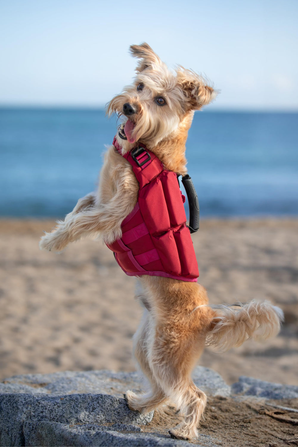 NOAH & PAW adjustable belts and clips for quick, secure fit