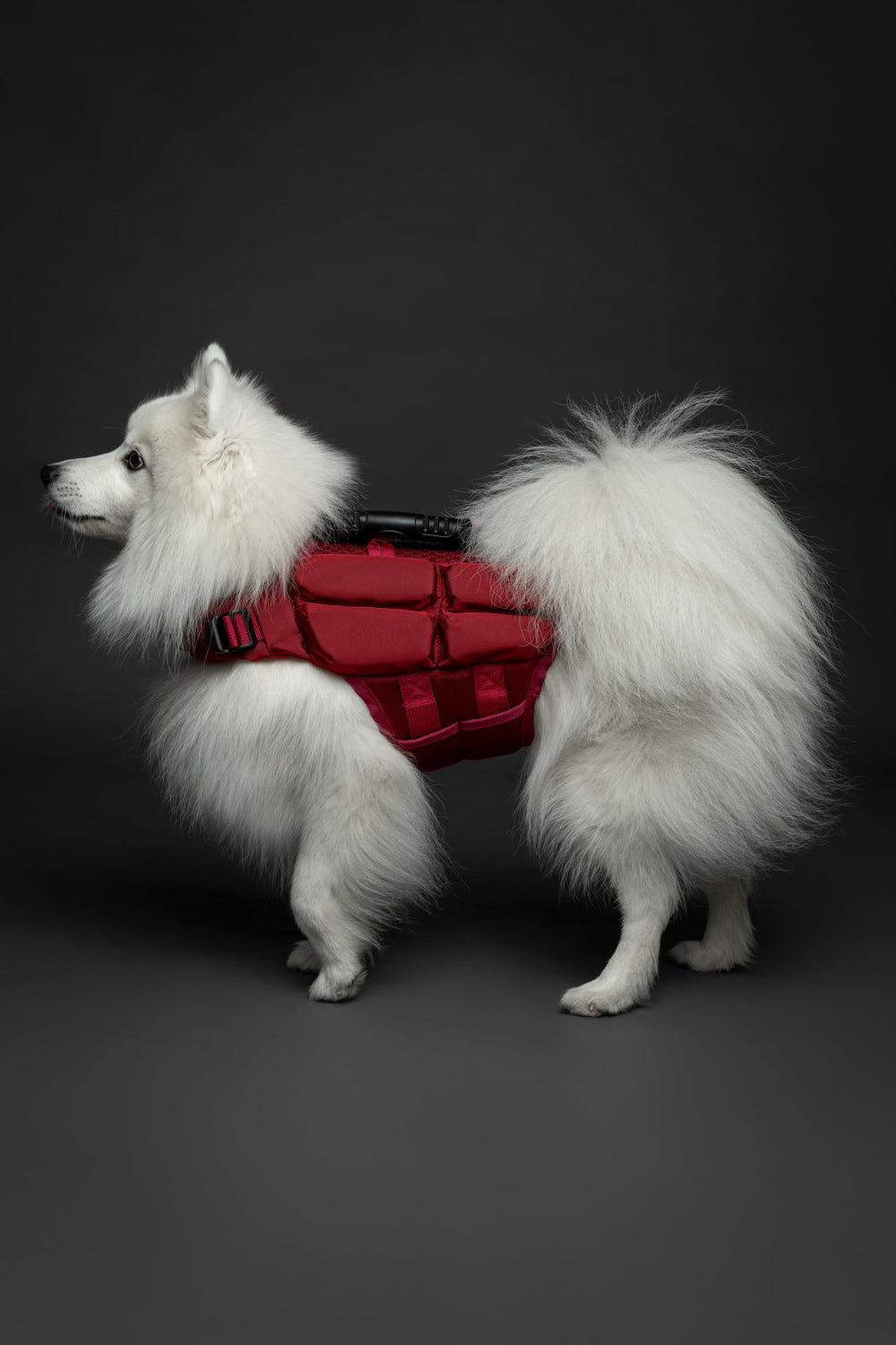 NOAH & PAW dog life jacket back view shows reflective stripe visibility