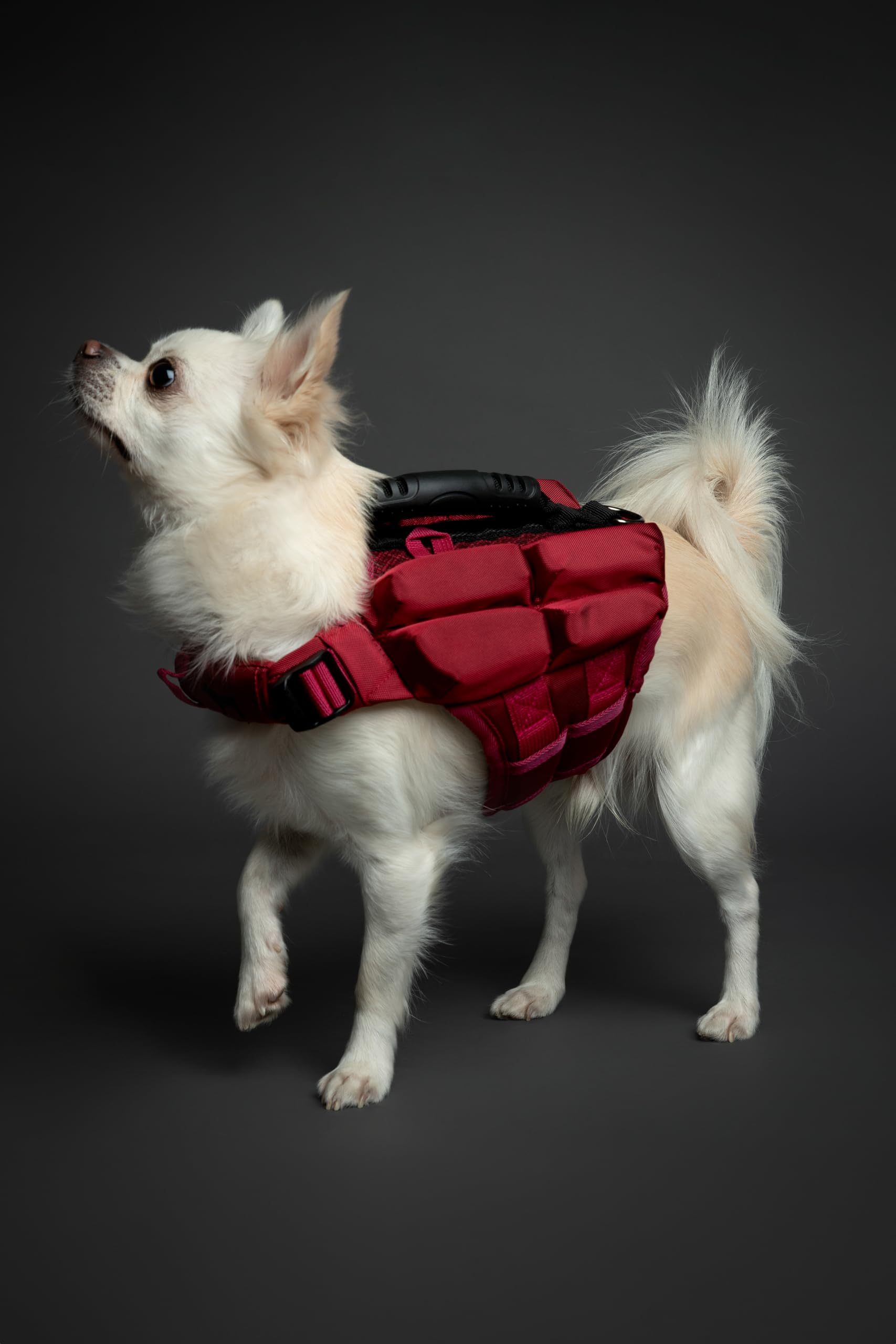 NOAH & PAW breathable mesh vest keeping a dog cool during outdoor activities