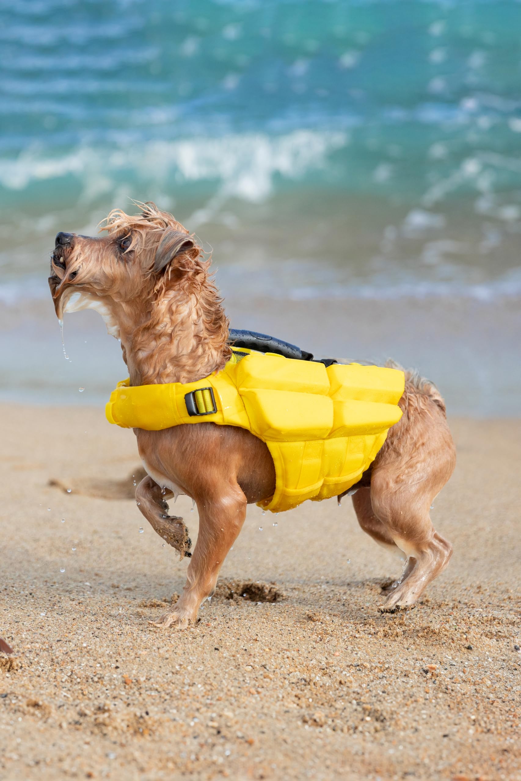 NOAH & PAW dog life jacket during water activity demonstrates splash friendly safety