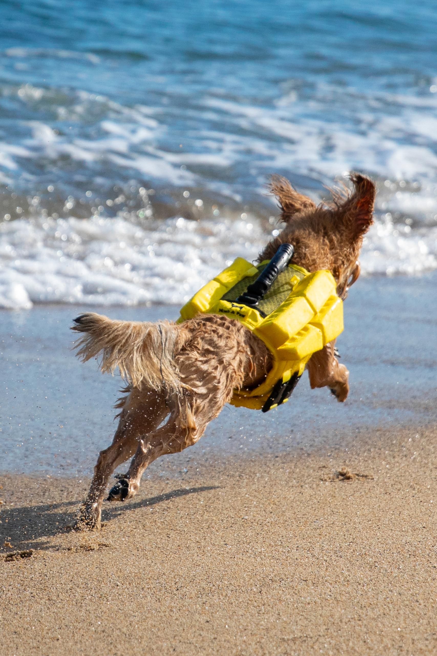 NOAH & PAW dog life jacket foam panel buoyancy improves flotation during play