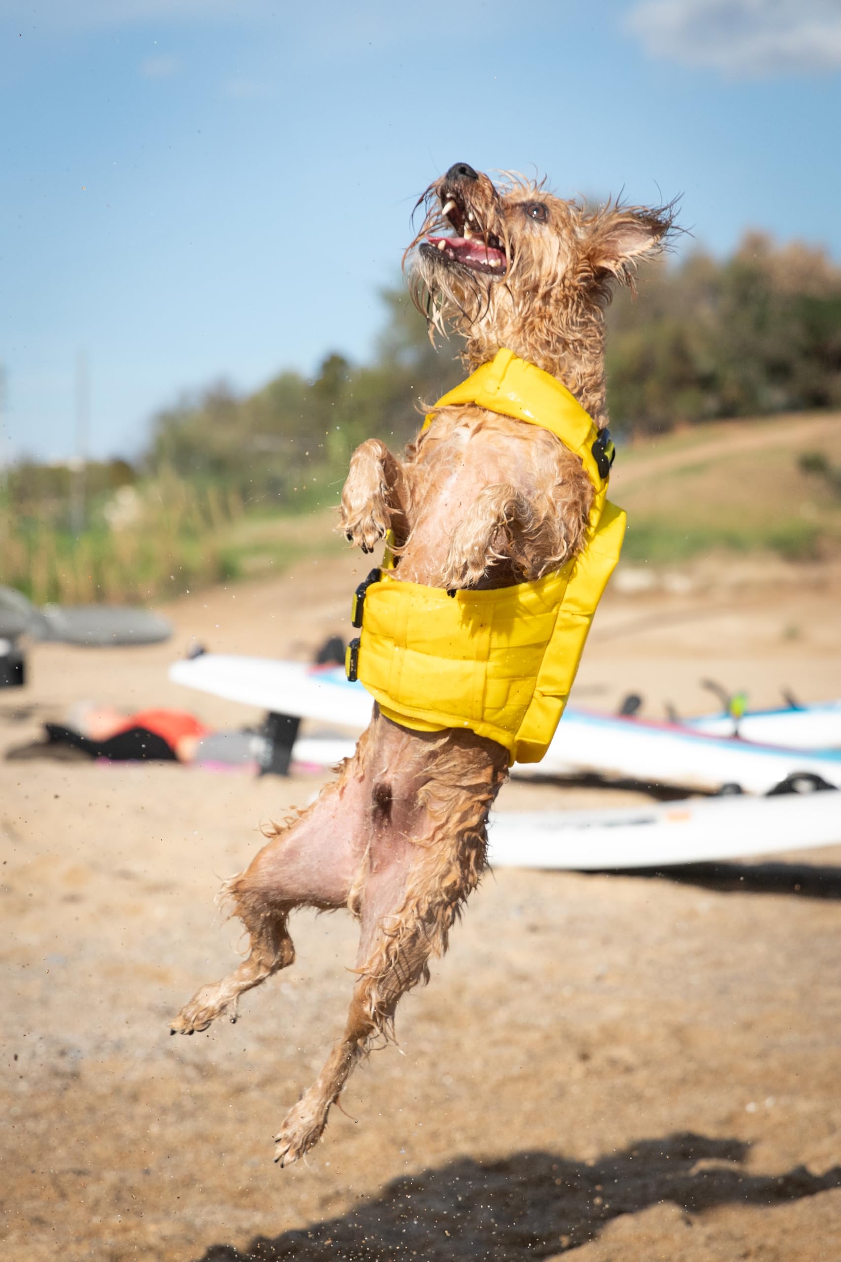 NOAH & PAW dog life jacket leash loop for secure attachment during outings.
