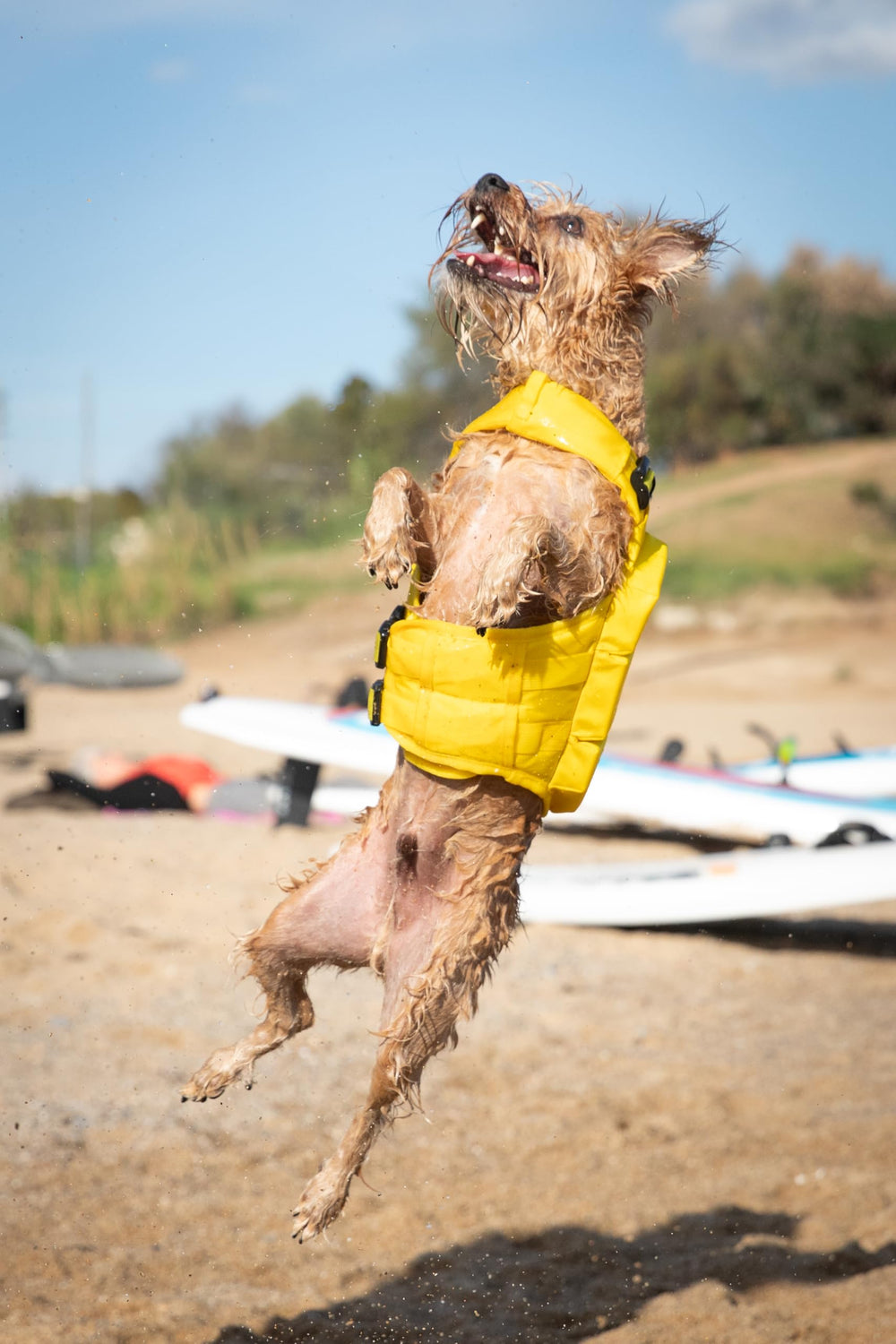 NOAH & PAW dog life jacket leash loop for secure attachment during outings.