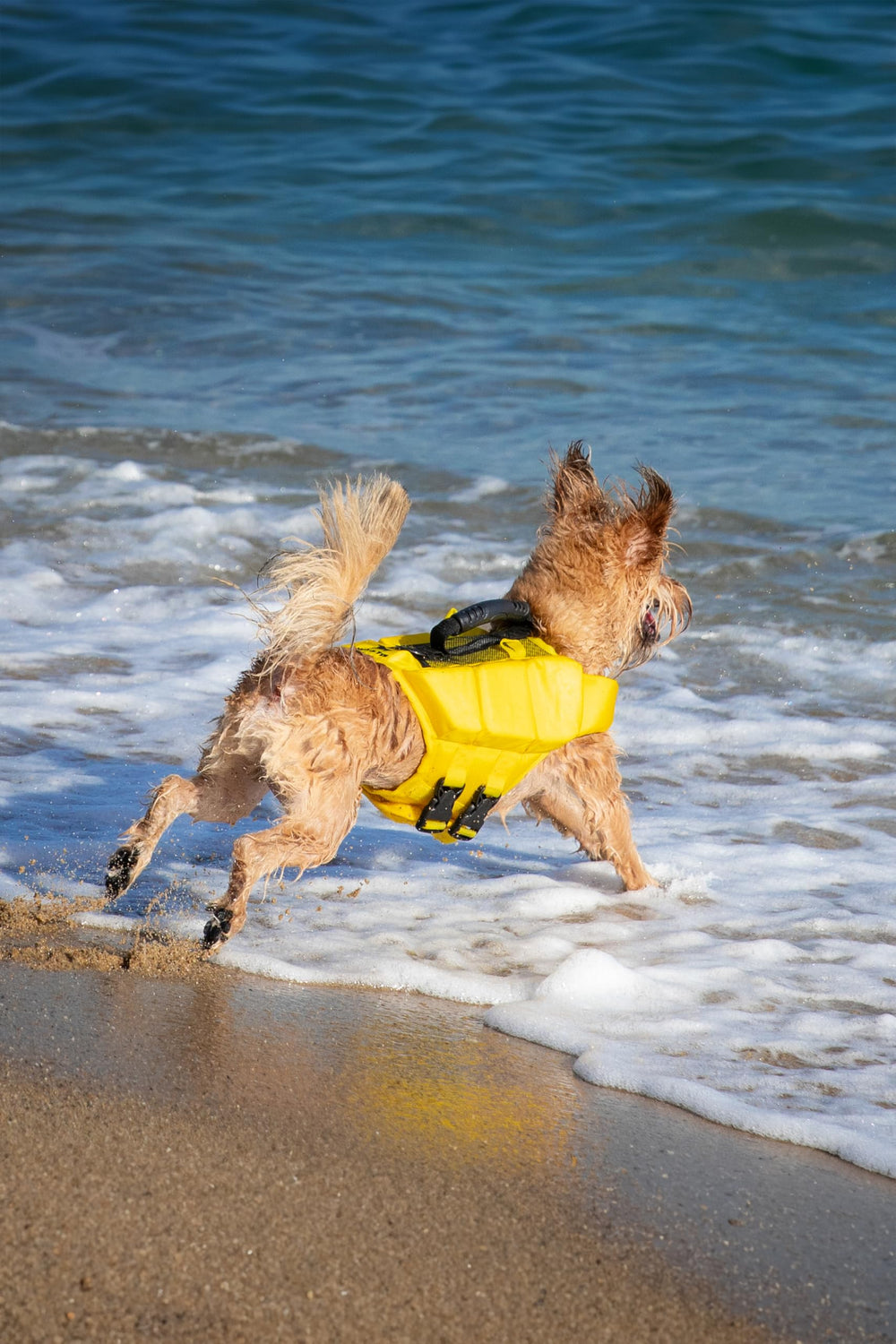 NOAH & PAW dog life jacket reflective stripe improves visibility outdoors.