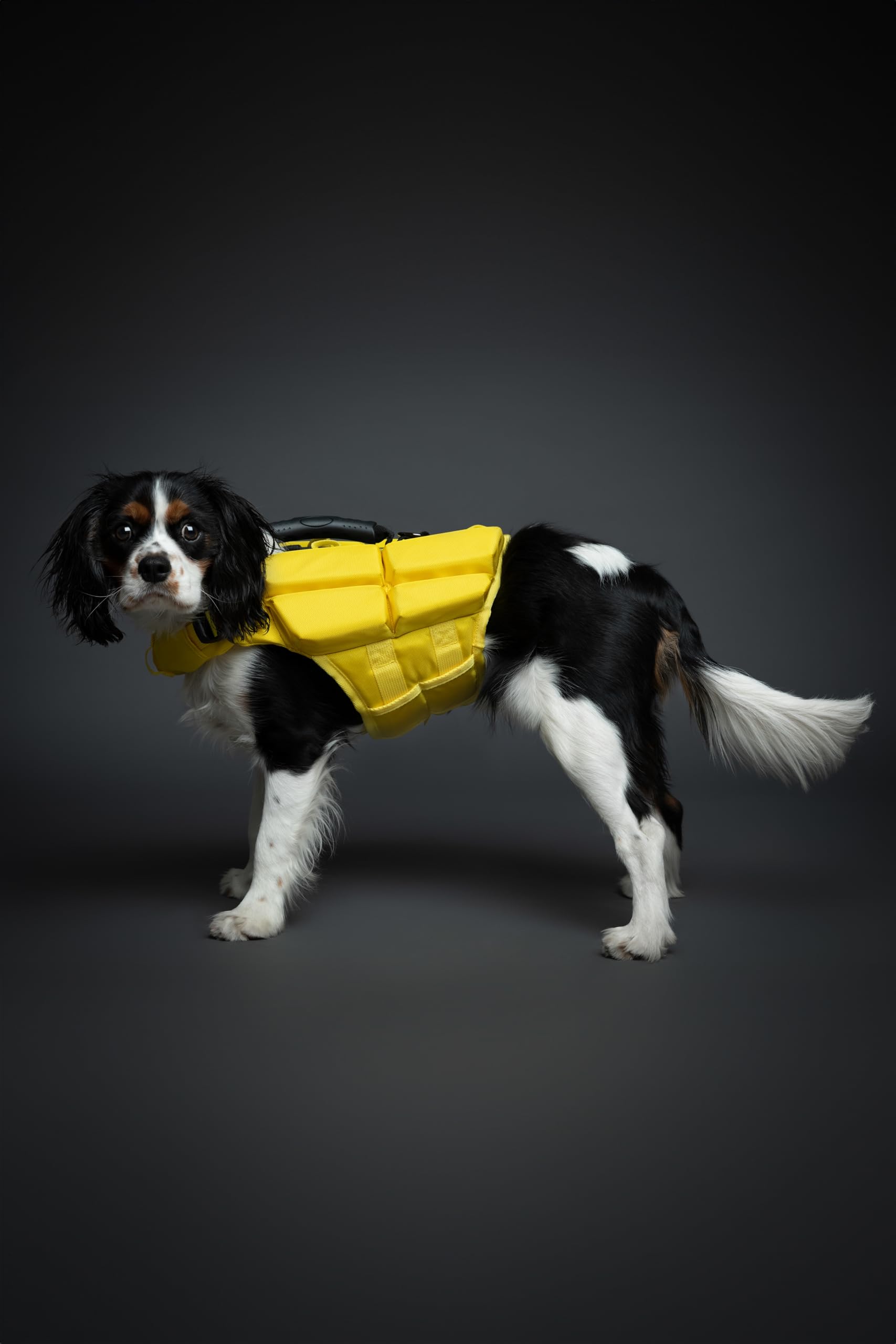 NOAH & PAW dog life jacket side profile showing adjustable fit and stability