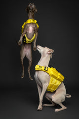 NOAH & PAW dog life jacket side strap closeup shows even pressure distribution