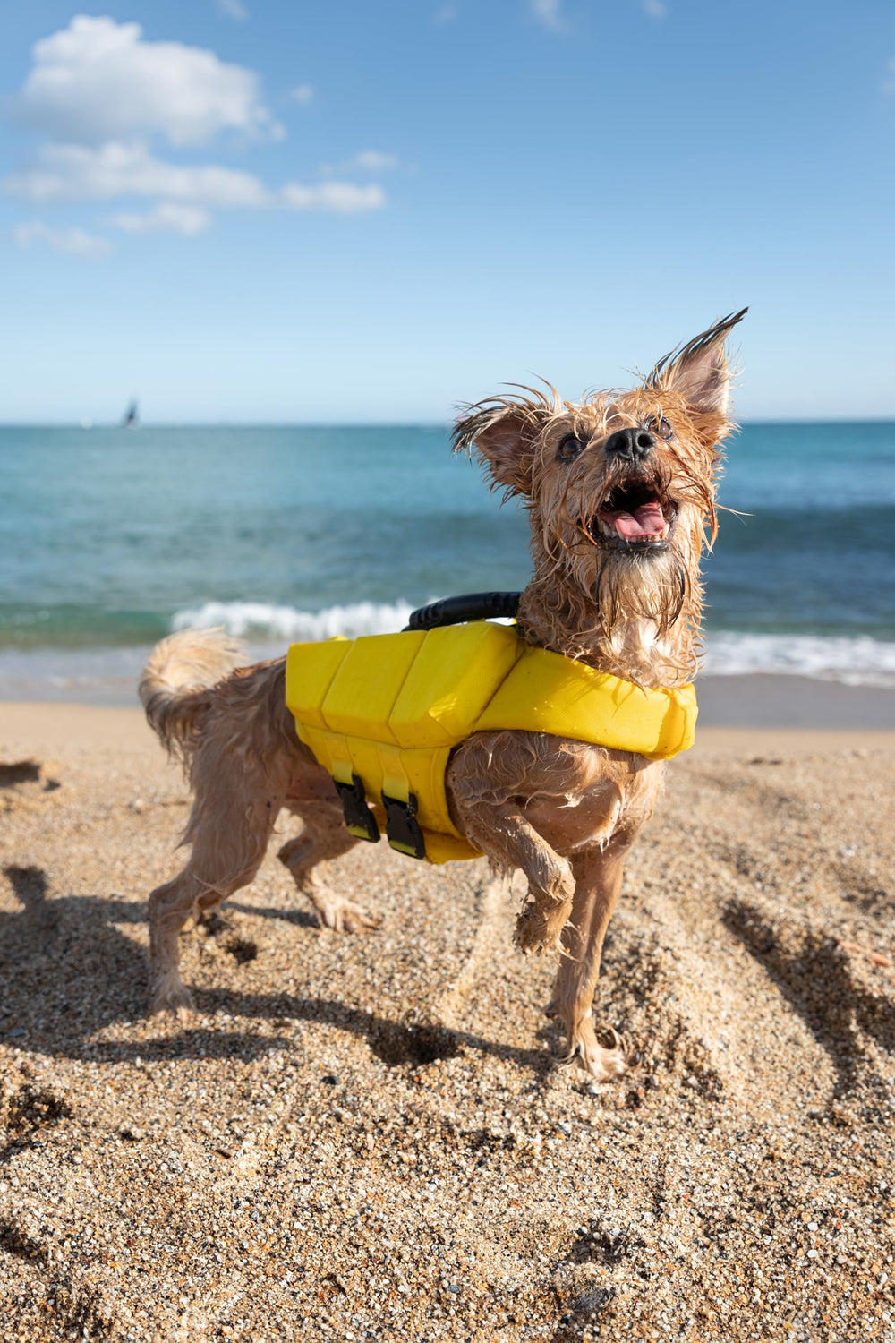 NOAH & PAW dog life jacket size S on a small dog demonstrating fit.