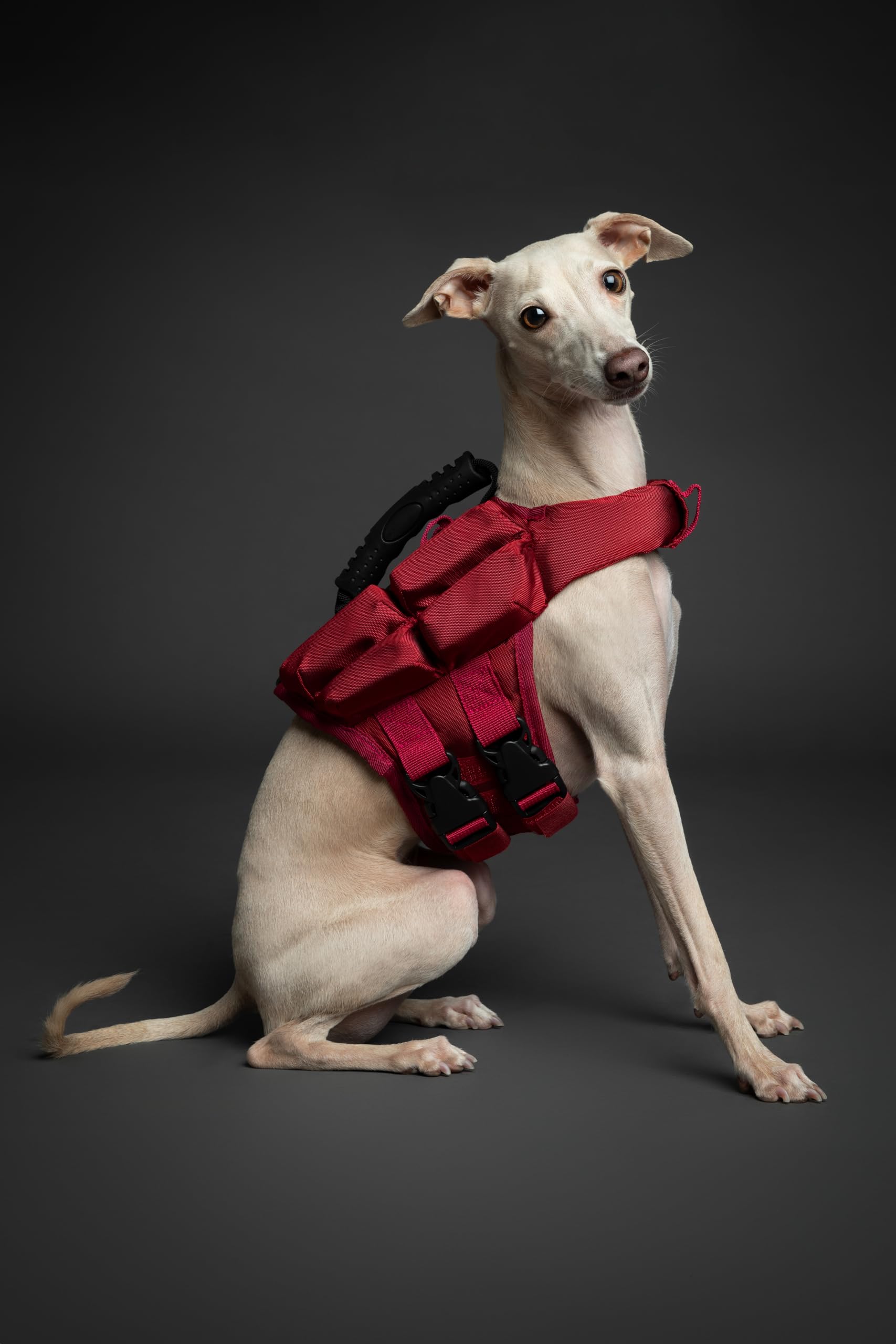 NOAH & PAW dog life jacket with triple-foam sides for enhanced buoyancy