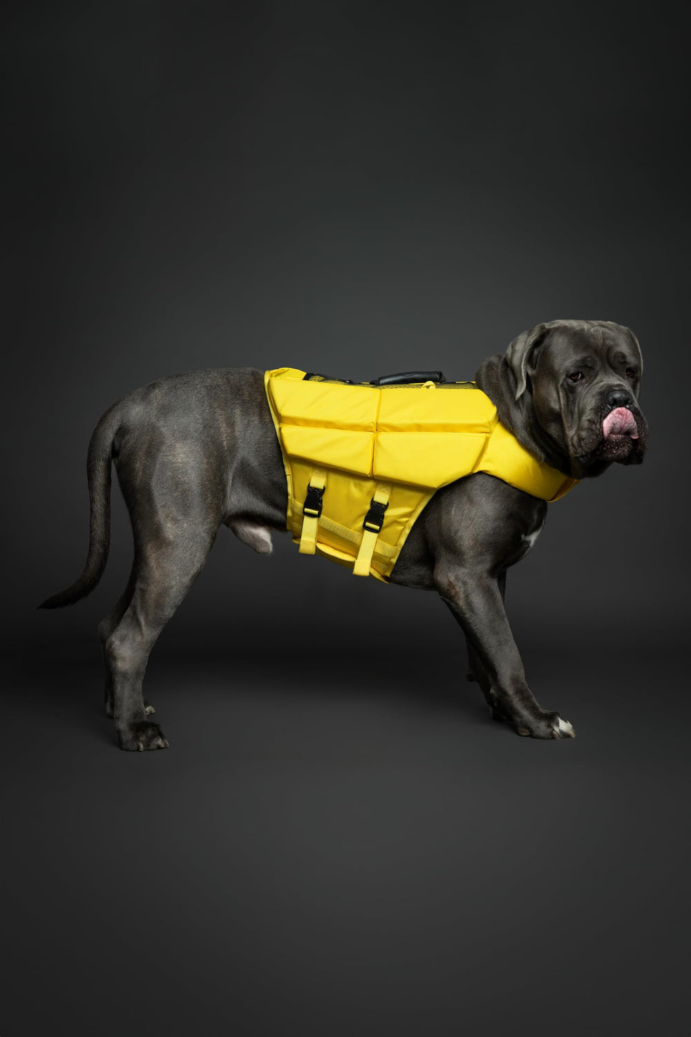NOAH & PAW Dog Life Jacket XL dog swimming in pool with buoyant comfort.
