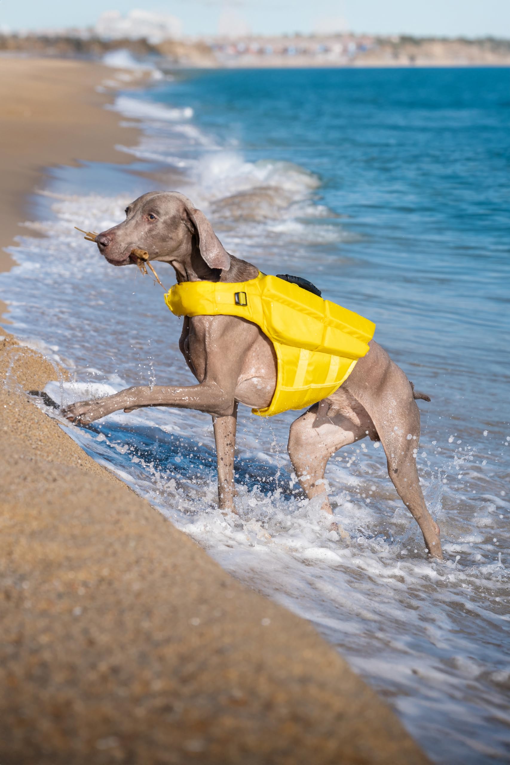 NOAH & PAW Life Jacket XL quick-adjust belts for easy fit and removal.