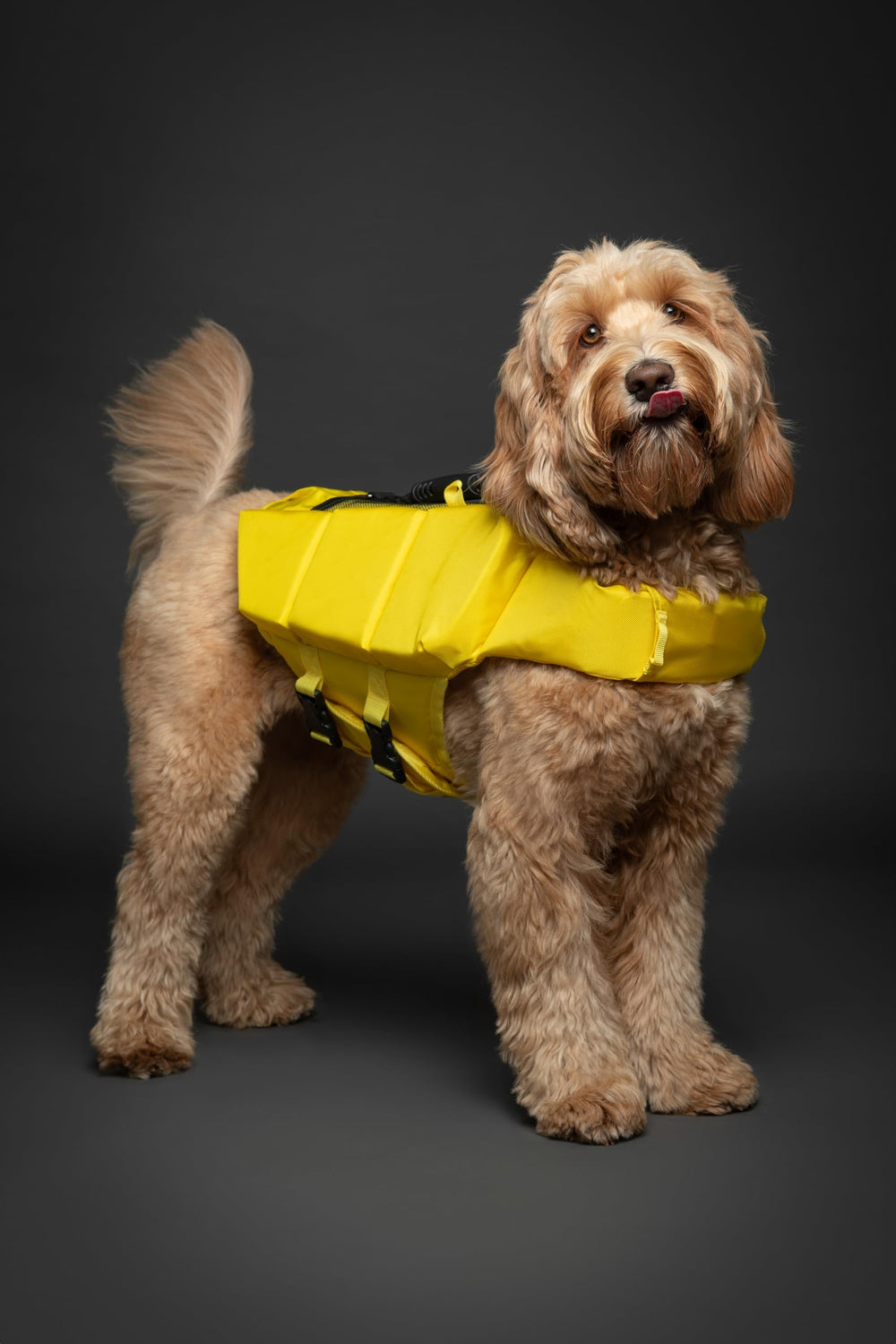 NOAH & PAW Dog Life Jacket XL side-foam support enables stable movement in water.