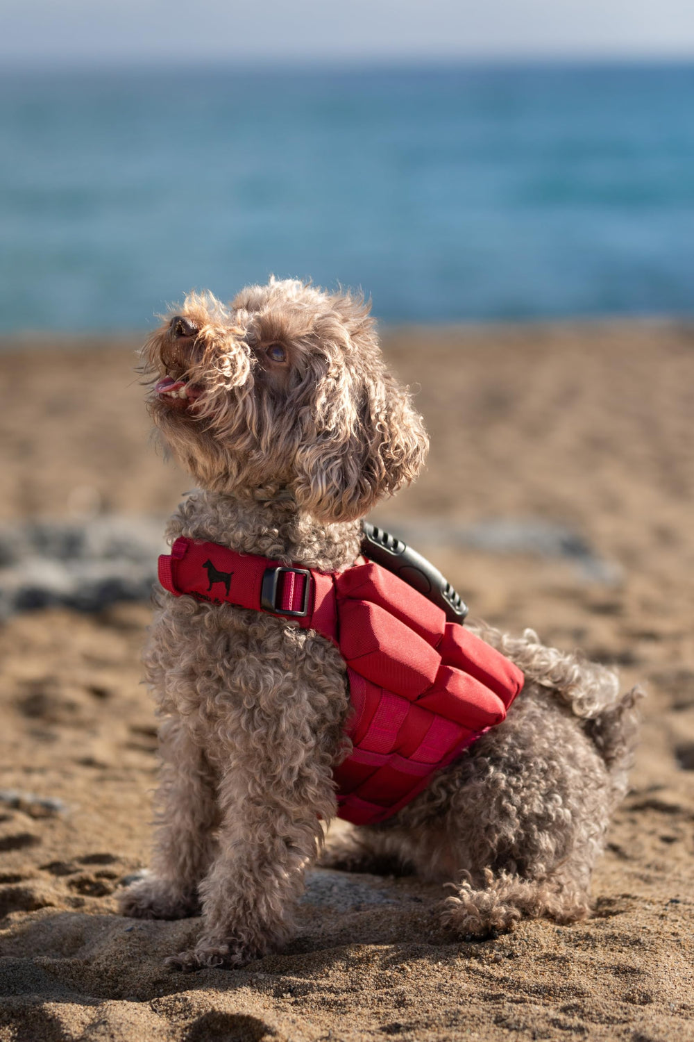 NOAH & PAW XS size on-dog fit helps puppies stay water-safe