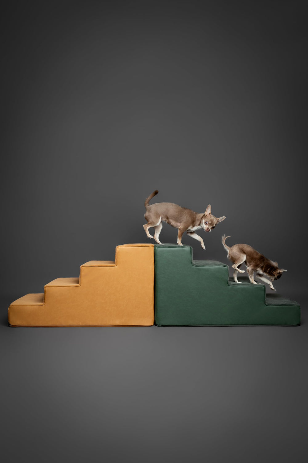 Noah & Paw 5-step option offers stable ascent for multi-surface use.