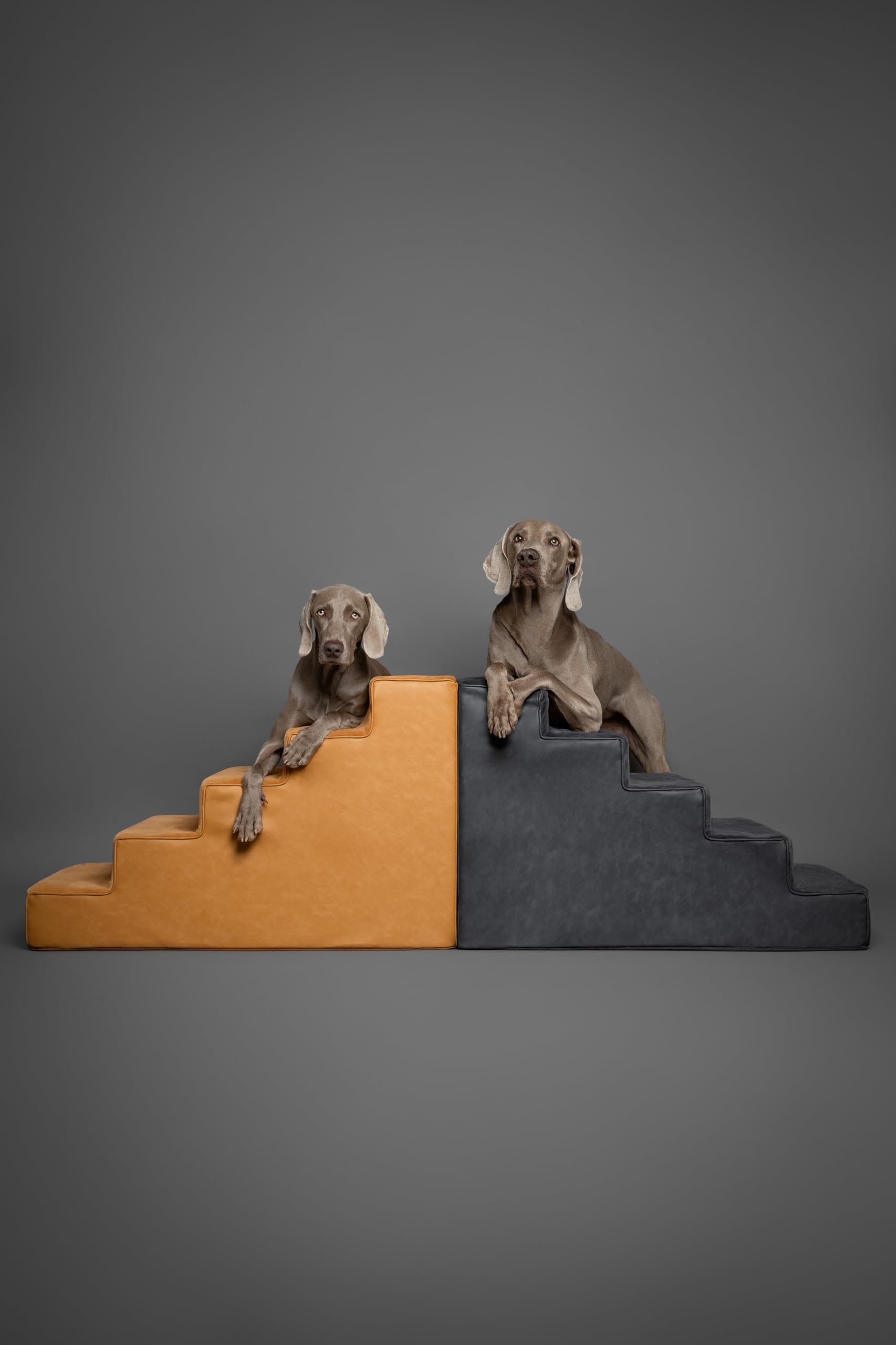 Noah & Paw pet steps in action on bed and couch scenarios.