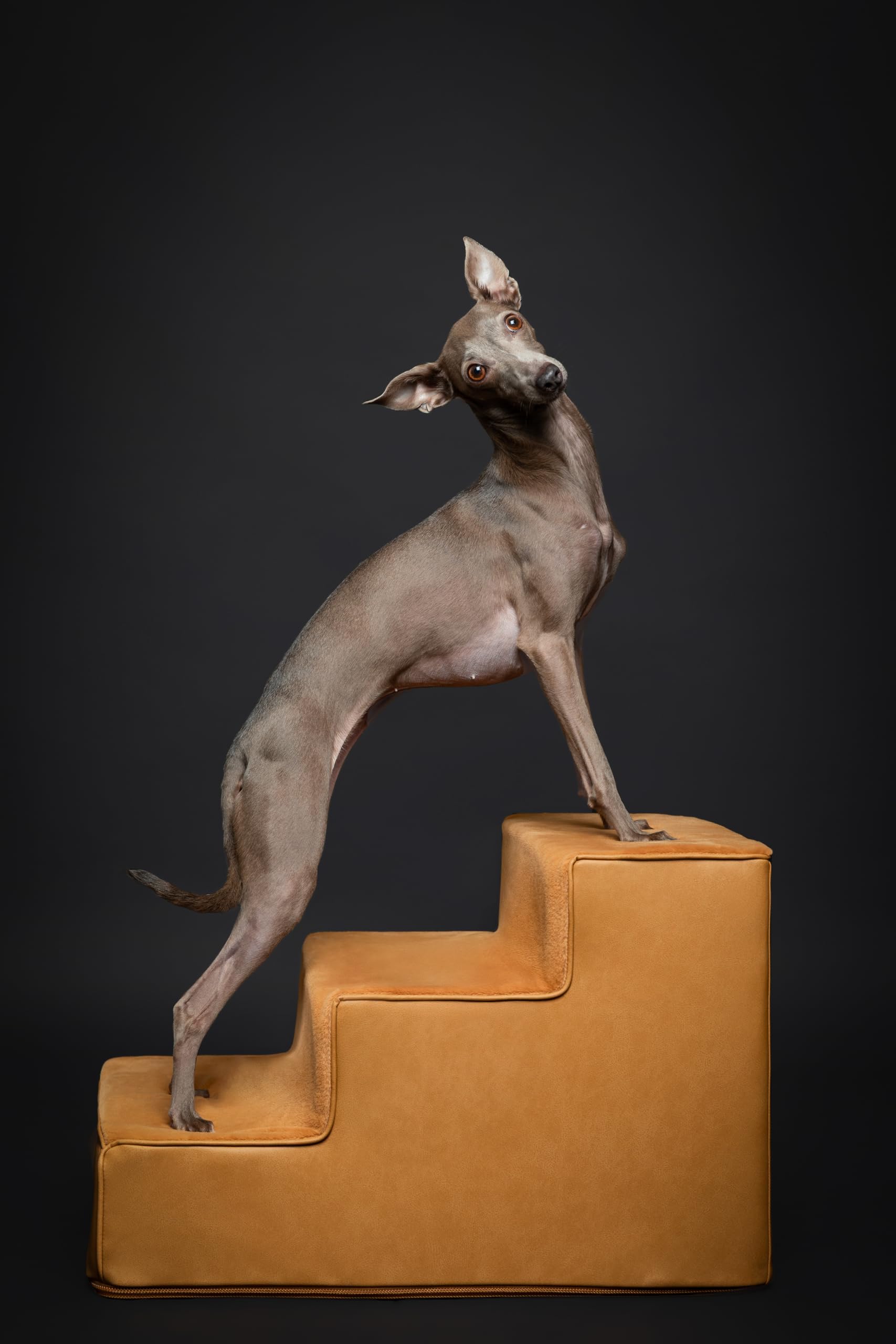 NOAH & PAW stairs removable cover supports hygienic upkeep.