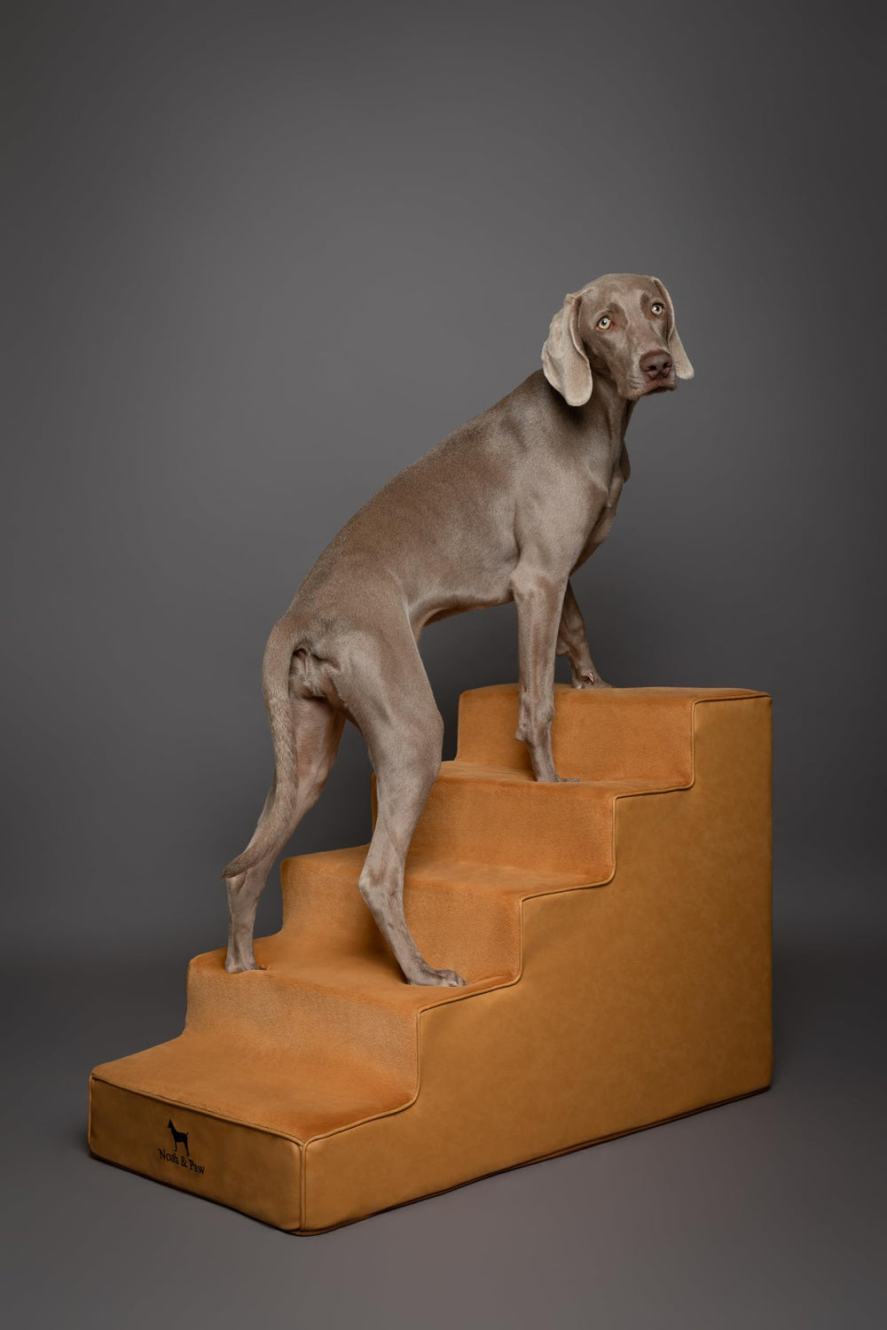 Noah & Paw wide-design stairs blend with home decor