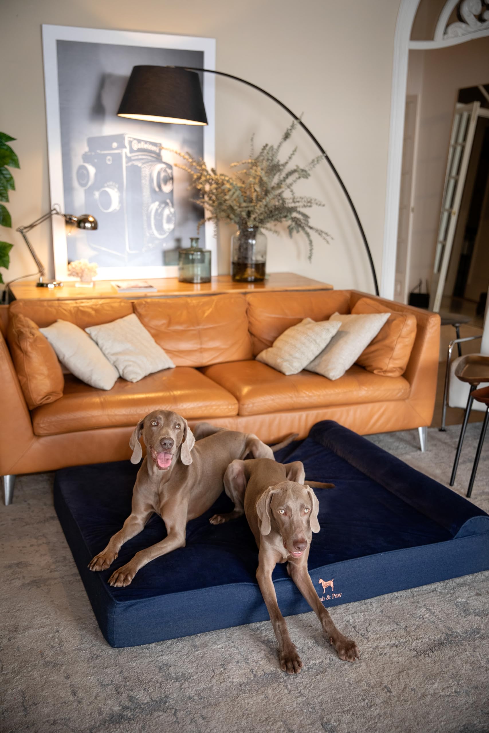 NOAH & PAW Giant Bed XXL 55 by 45 inches for giant breeds