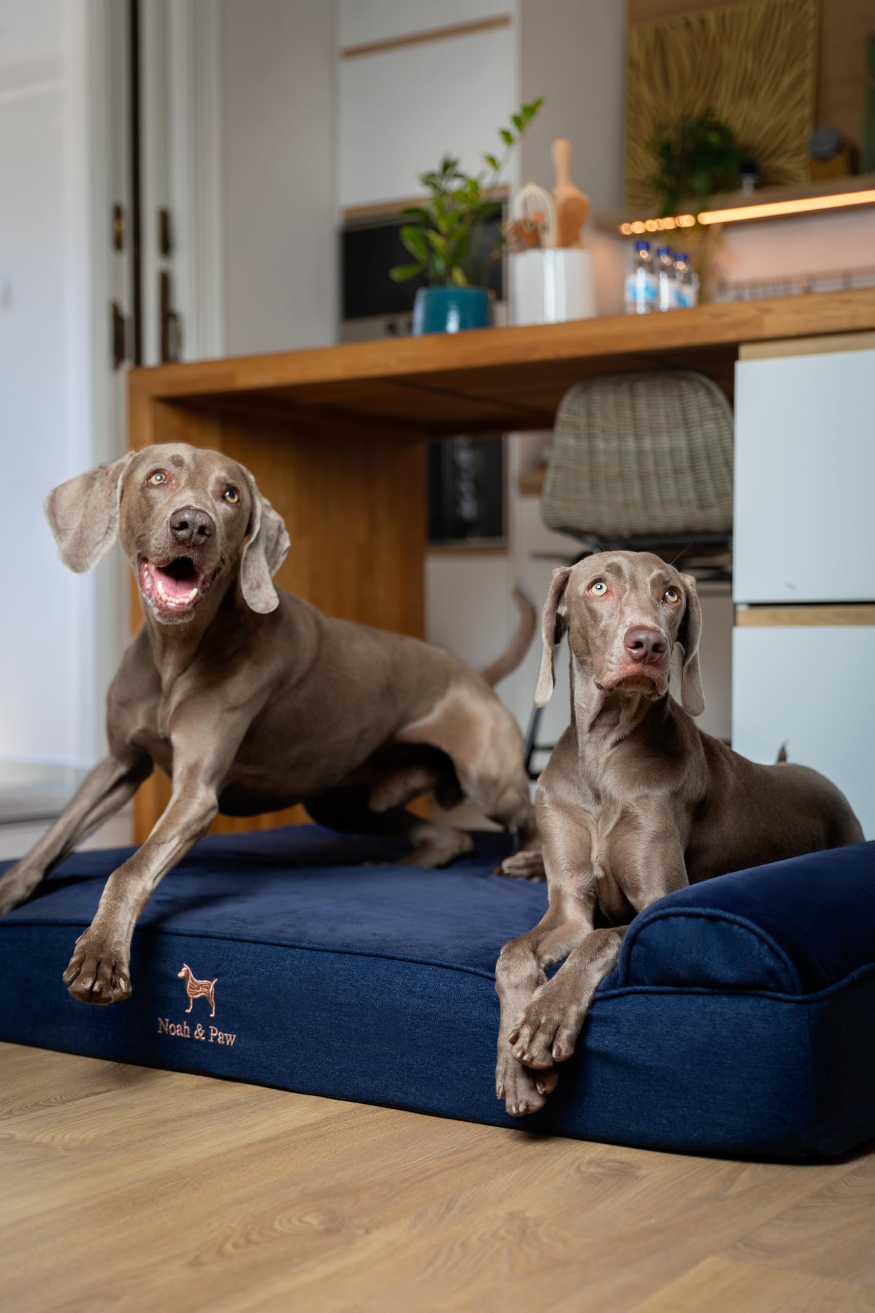 NOAH & PAW Giant Bed XXL memory foam layer responding to pet body