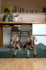 NOAH & PAW XXL bed with multi-layer foam for sturdy support.