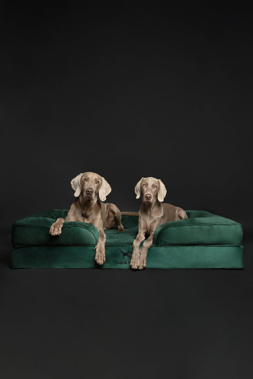 NOAH & PAW Giant Dog Bed XXL egg-shell foam detail for cooling comfort.