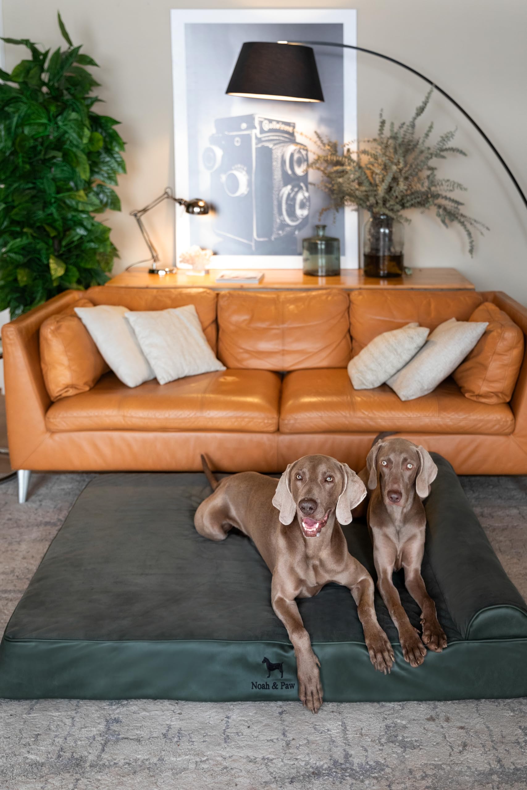 NOAH & PAW Giant Dog Bed XXL in use with a large dog resting.