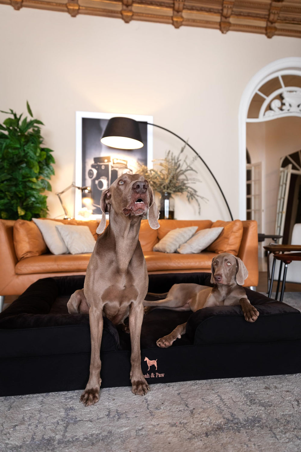 NOAH & PAW Giant Dog Bed XXL memory foam close-up emphasizing pressure-relief and contouring comfort