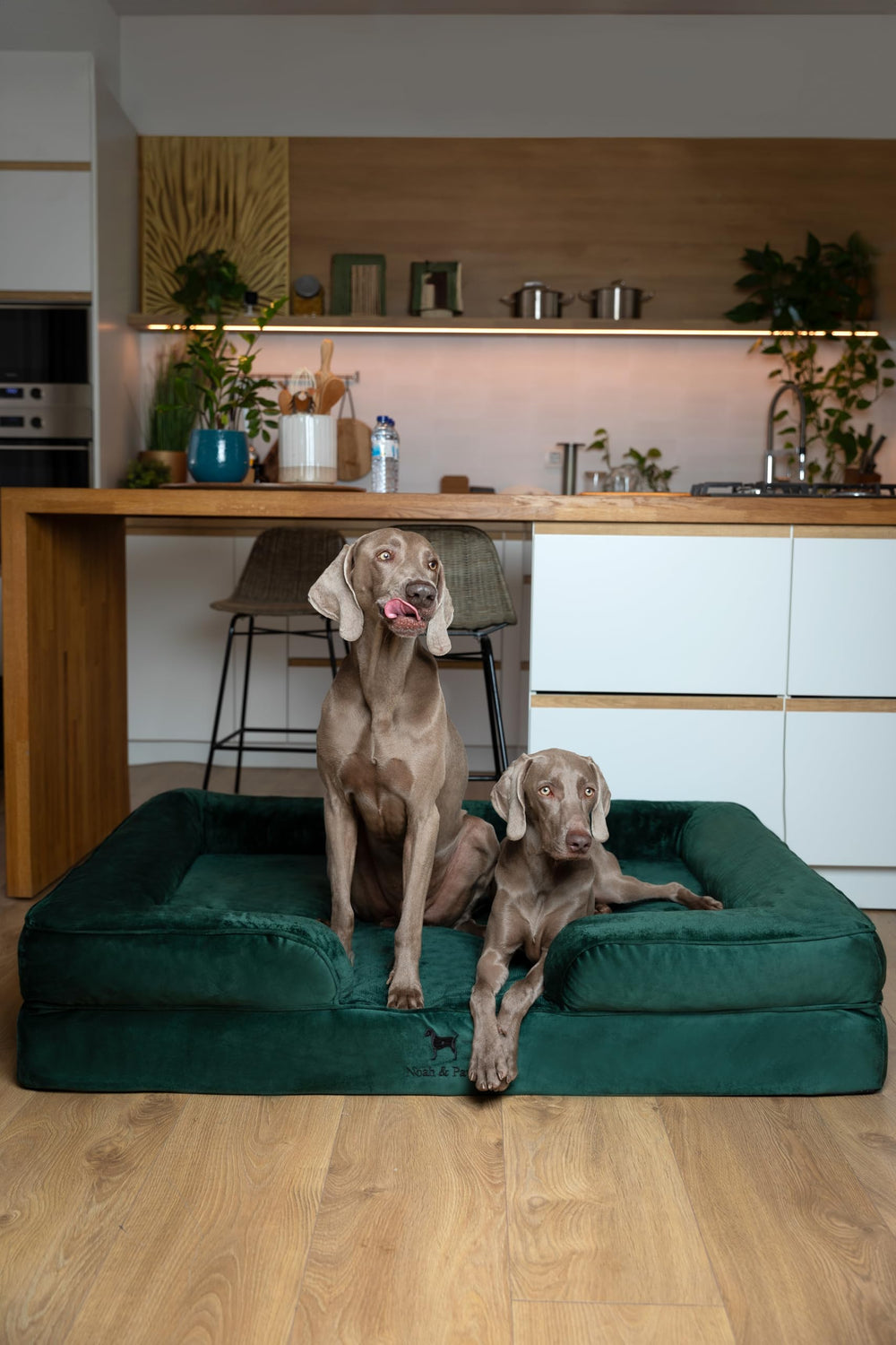 NOAH & PAW Giant Dog Bed XXL plush bolster along edge for lounging posture.