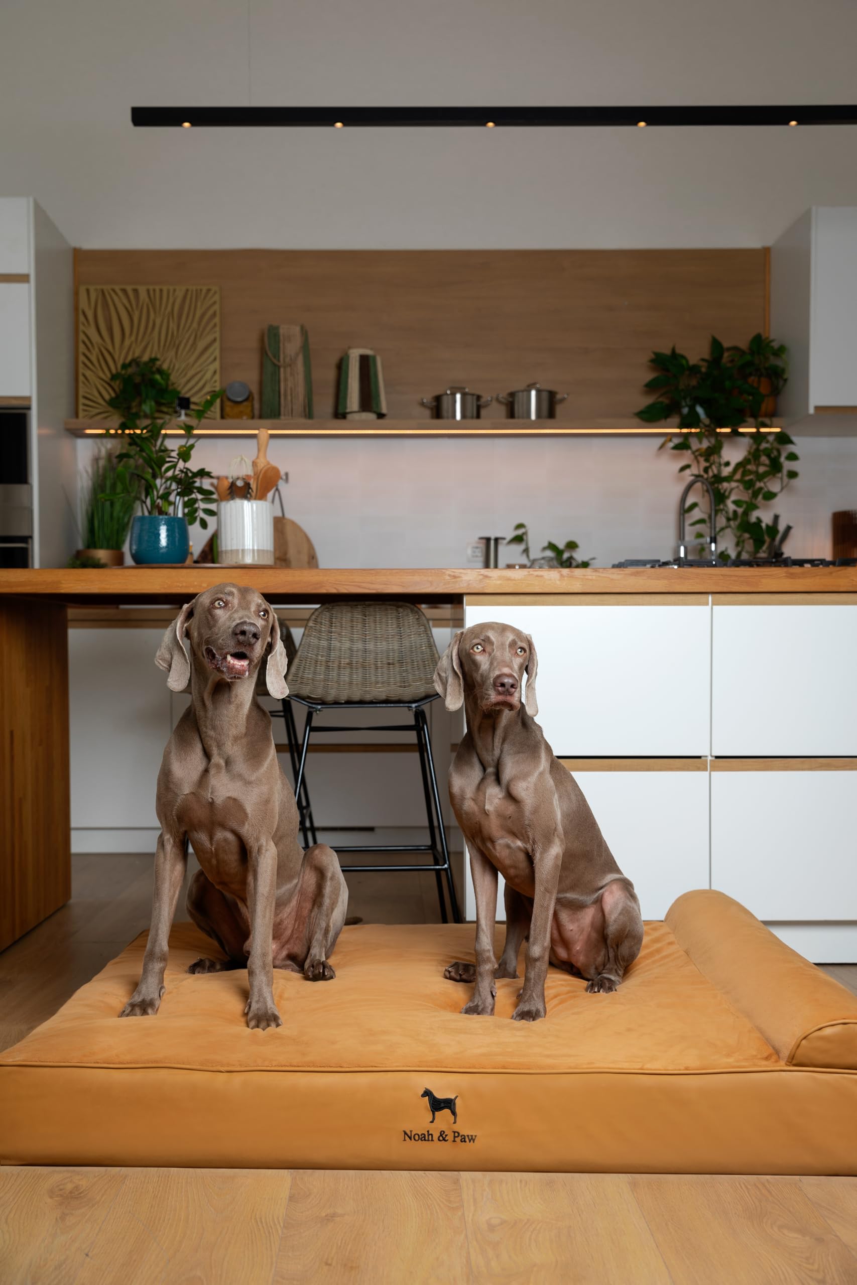 NOAH & PAW Giant Dog Bed XXL side view highlights spacious lounging area