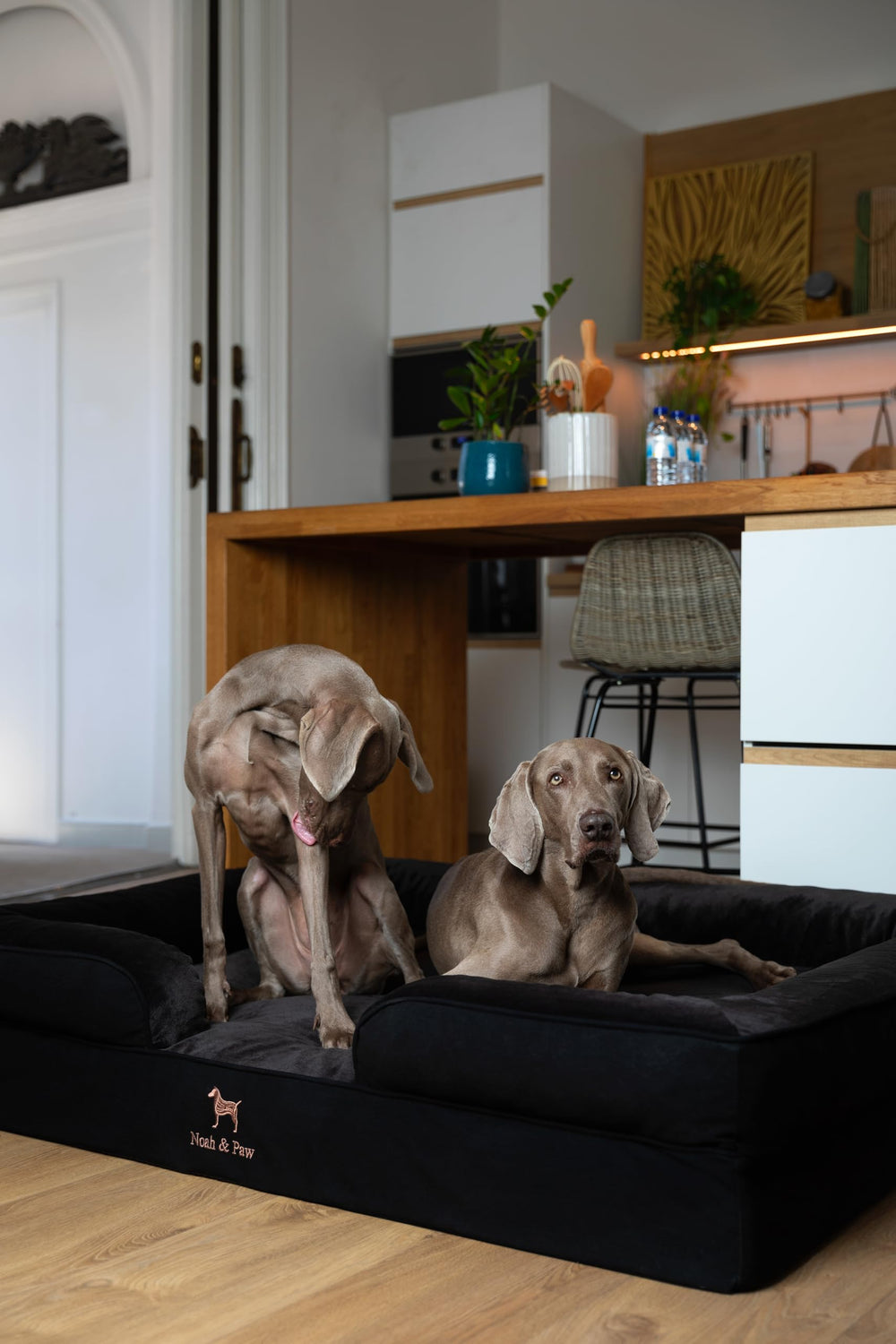 NOAH & PAW Giant Dog Bed XXL unboxing reveals compressed memory foam expanding