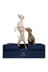 NOAH & PAW large dog bed with foam layers for orthopedic support.