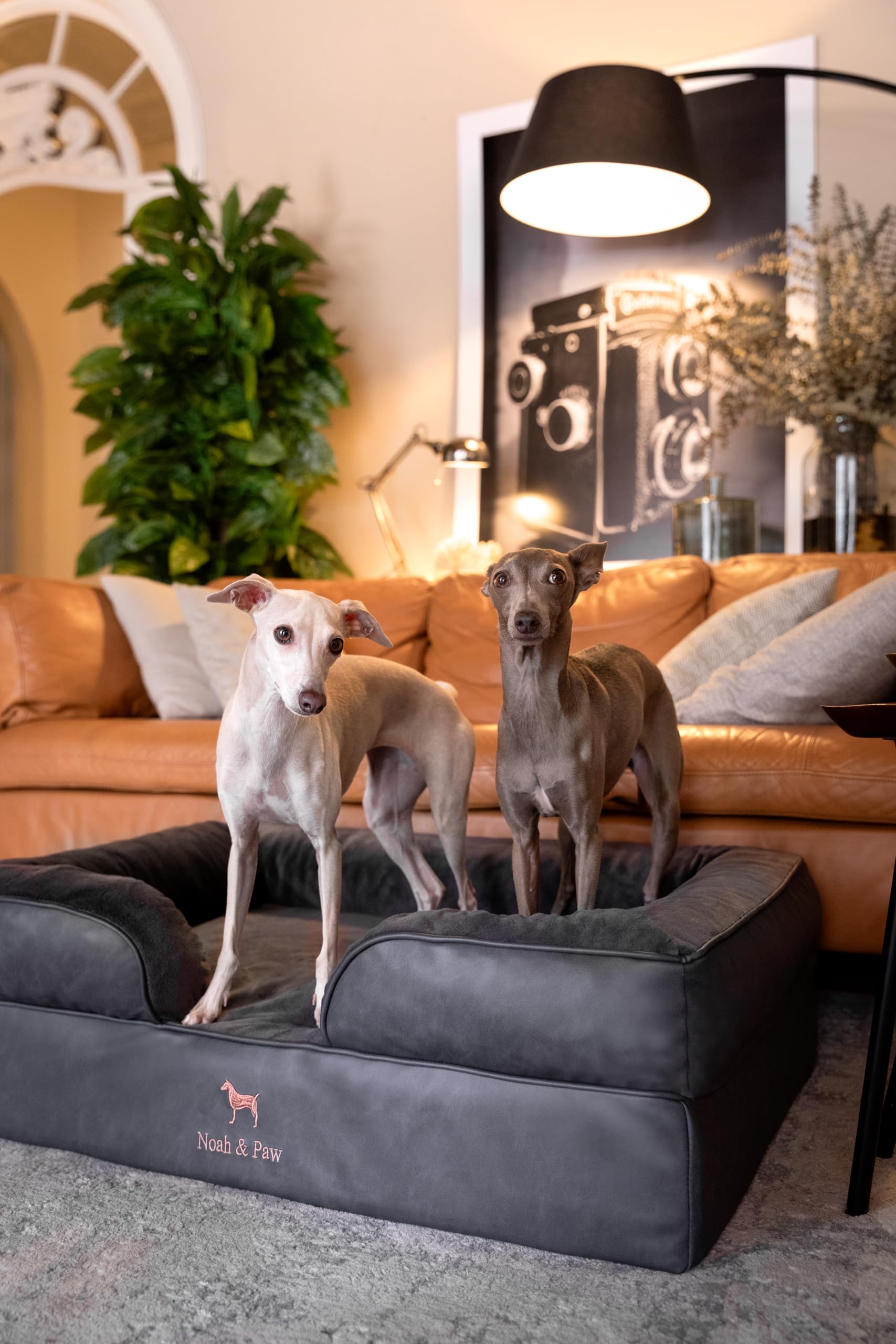 NOAH & PAW orthopedic-support aids spine alignment