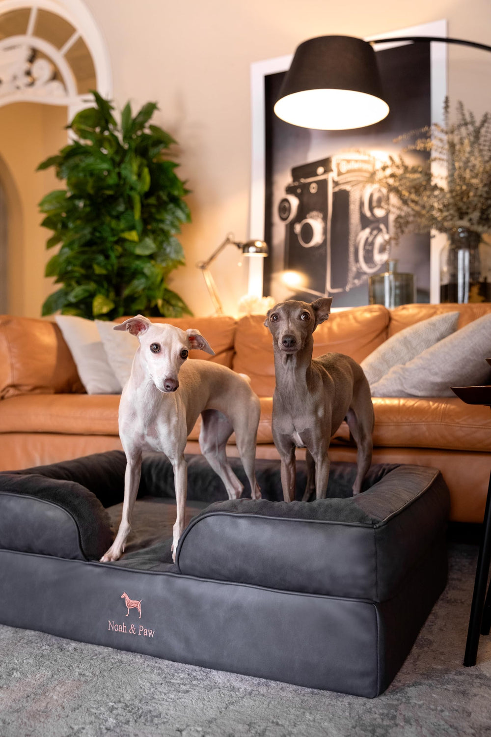 NOAH & PAW orthopedic-support aids spine alignment