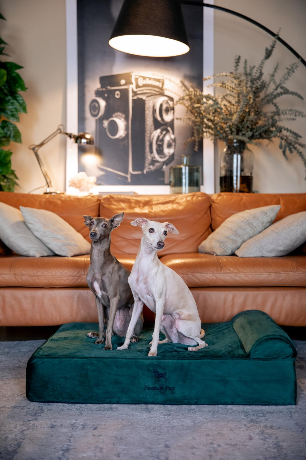NOAH & PAW bed showcases orthopedic support for joints.