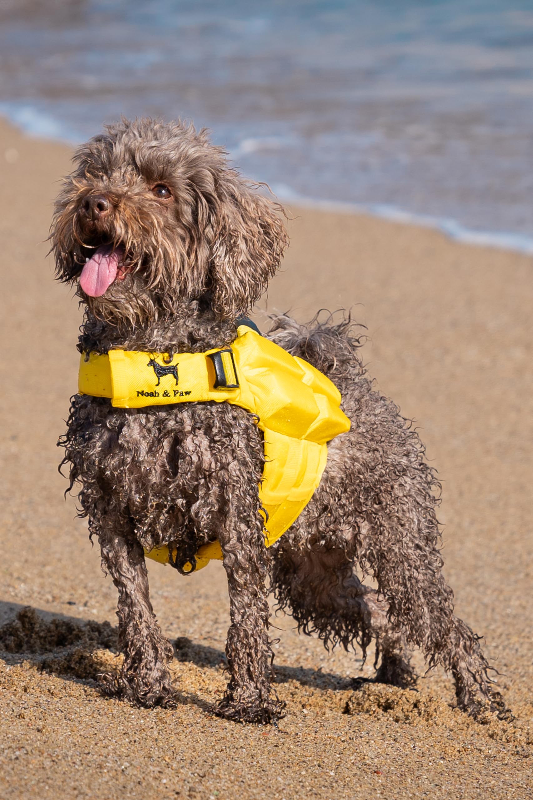 NOAH & PAW life jacket adjustable belt and clips for secure fit