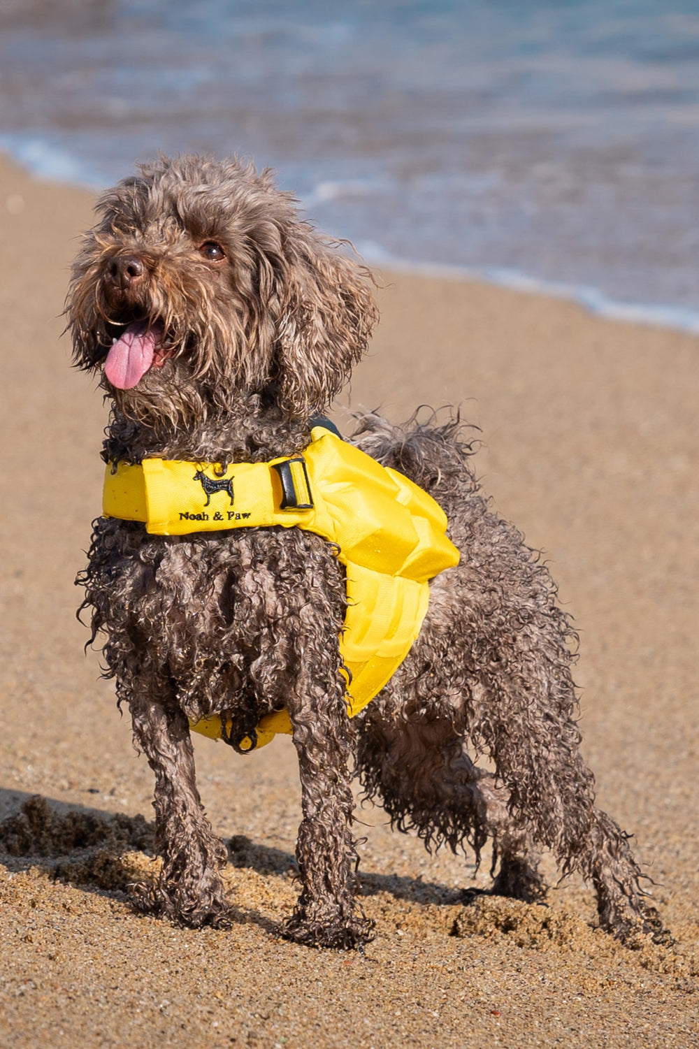 NOAH & PAW life jacket adjustable belt and clips for secure fit