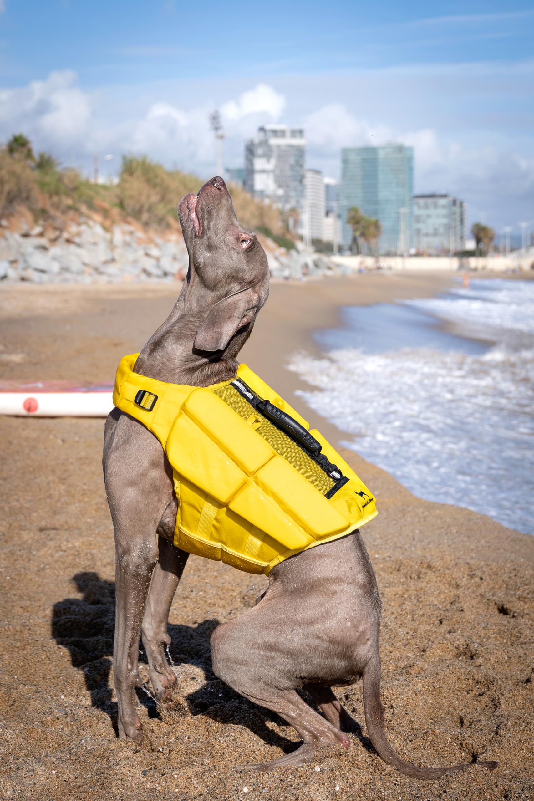 NOAH & PAW size L fit demonstrates full-body coverage for larger dogs