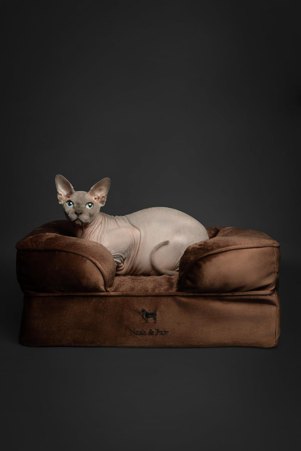 NOAH & PAW small dog bed in use demonstrates compact size for apartments and cats.