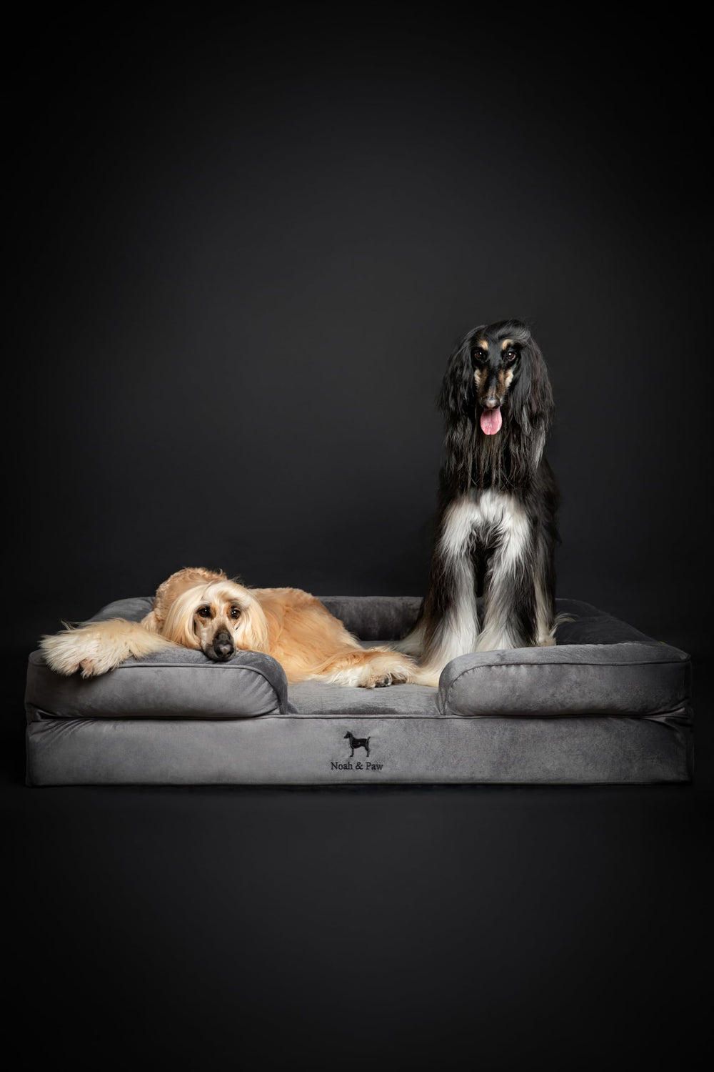 NOAH & PAW velvet-surface conveys luxurious feel and pet-friendly texture.