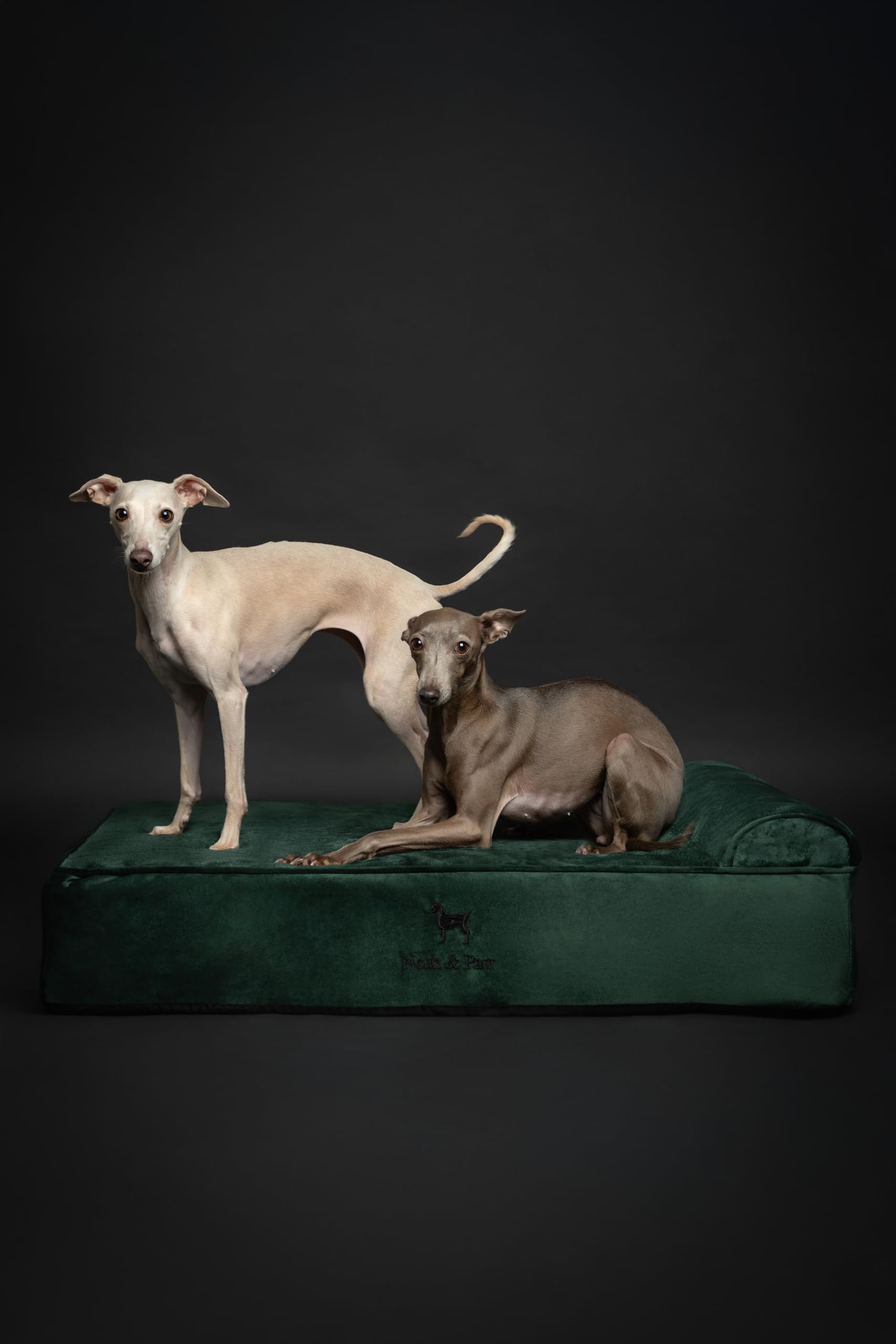 NOAH & PAW Velvet Collection dog bed with premium finish.